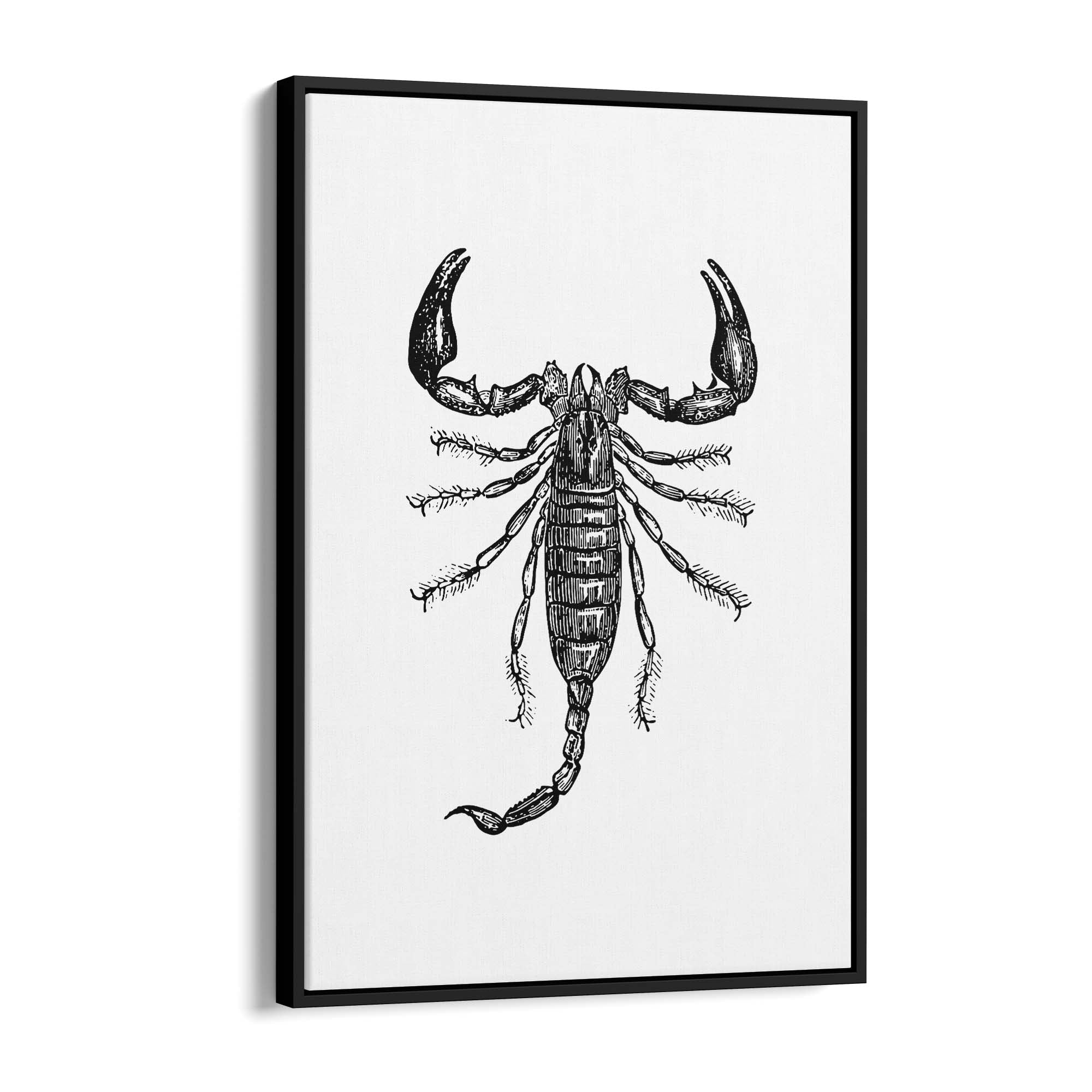 Scorpion Drawing Insect Man Cave Wall Art - The Affordable Art Company