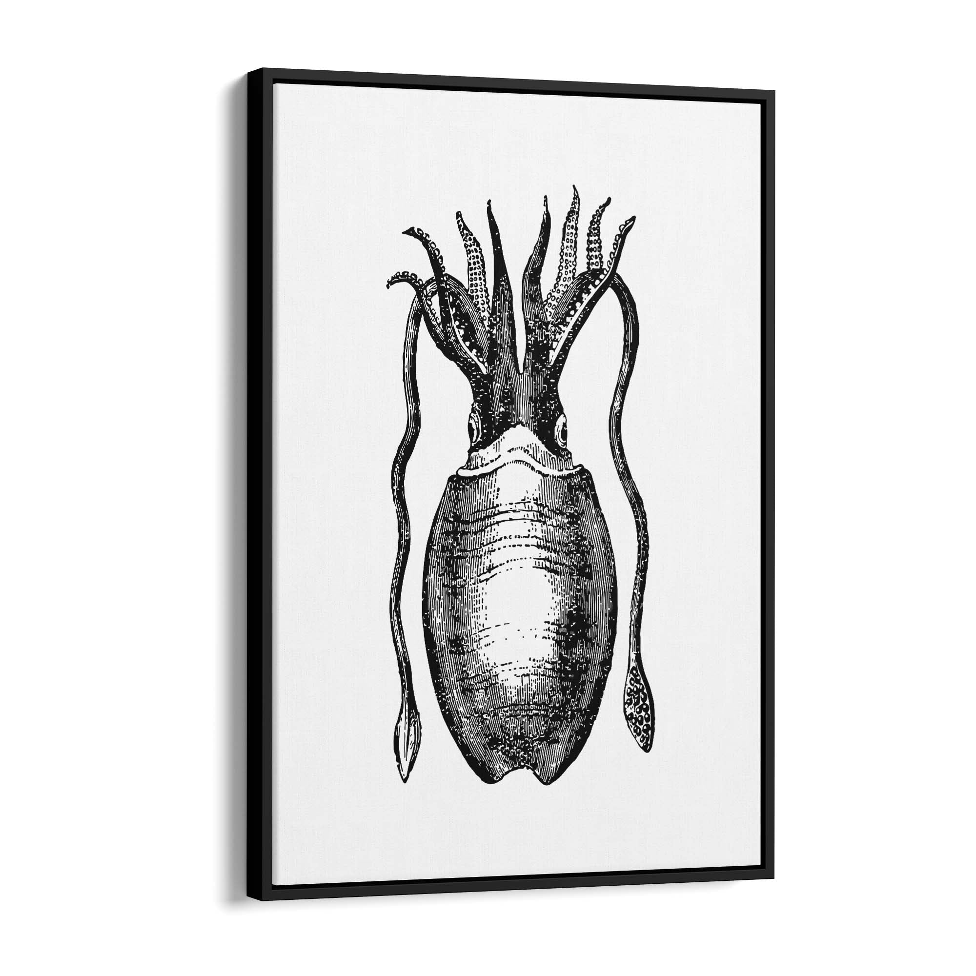Squid Drawing Black and White Sealife Wall Art - The Affordable Art Company
