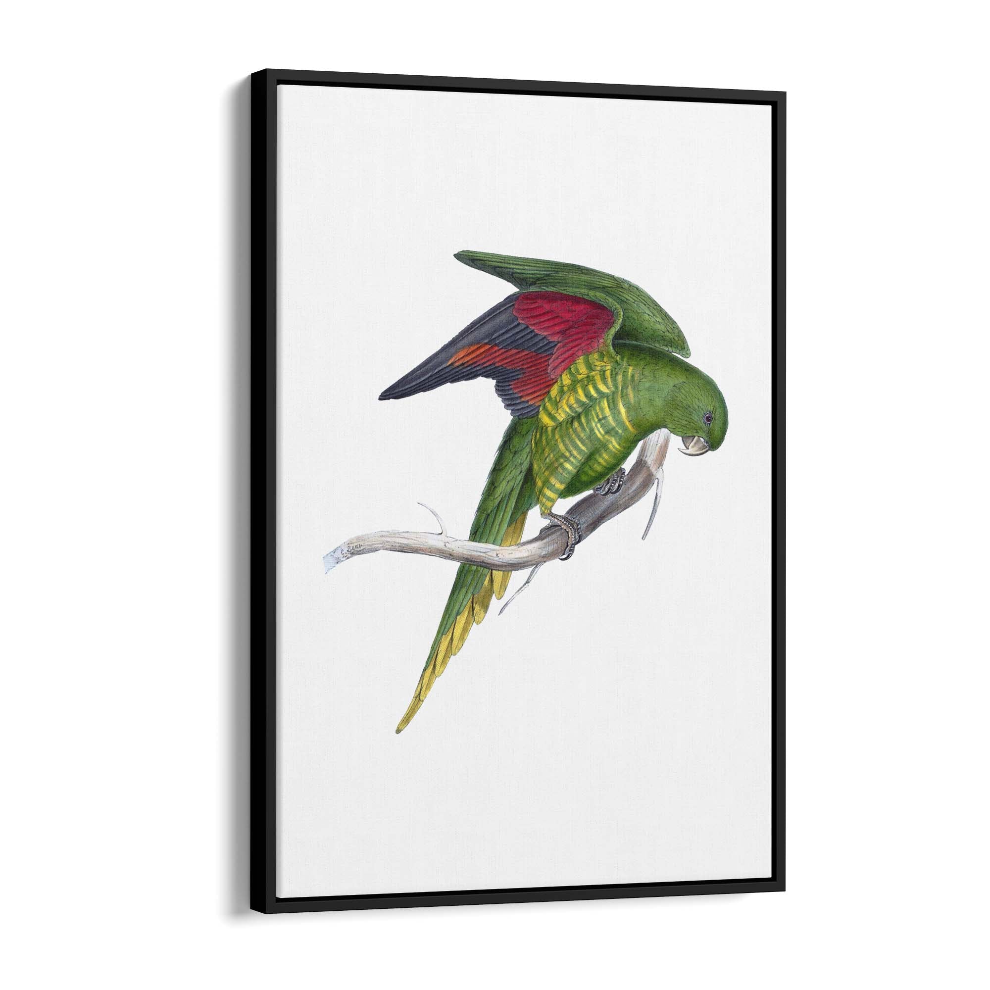 Matons Parakeet Exotic Bird Drawing Wall Art - The Affordable Art Company