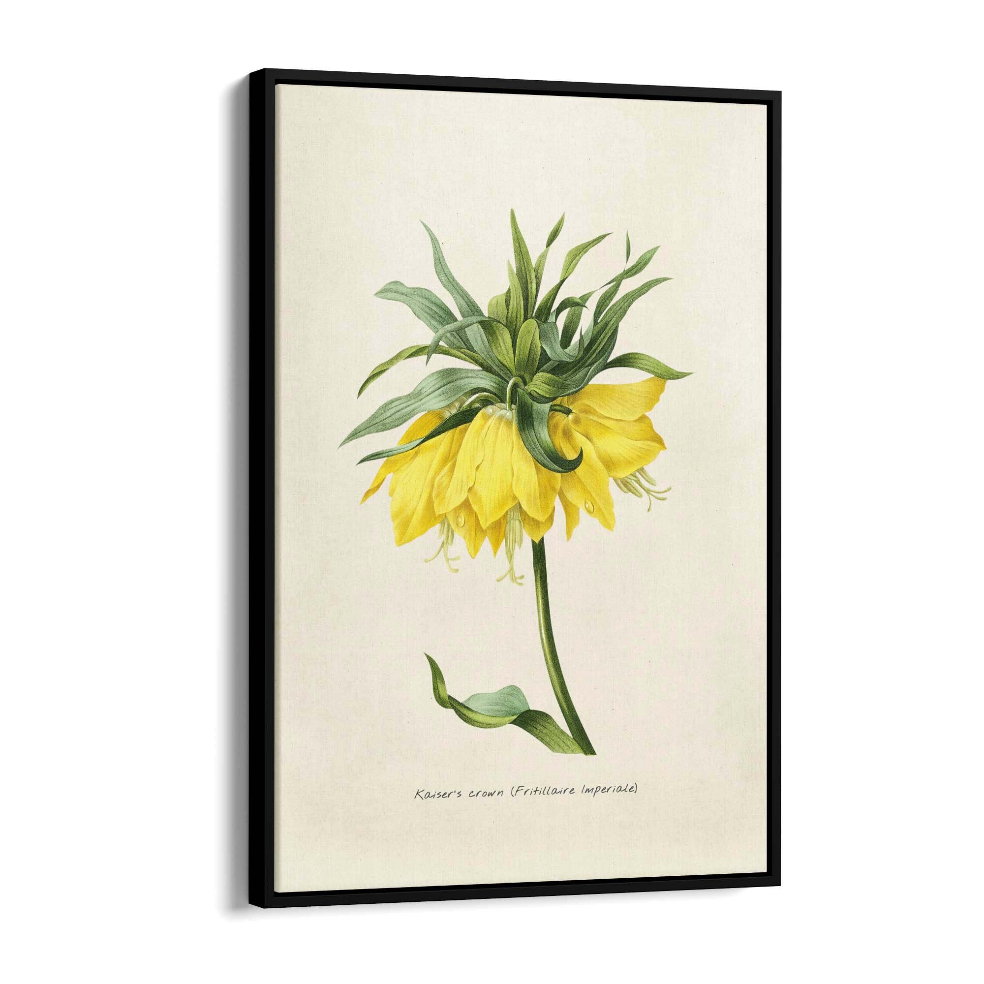 Yellow Flower Vintage Botanical Kitchen Wall Art #1 - The Affordable Art Company