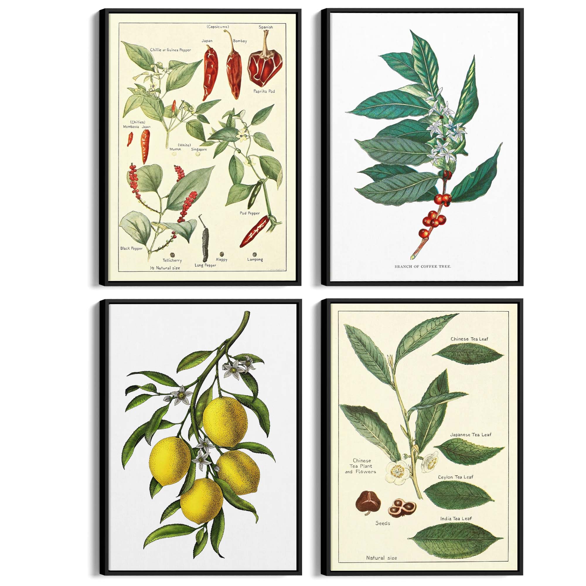 Set of 4 Vintage Botanical Kitchen Food Drawing Wall Art - The Affordable Art Company