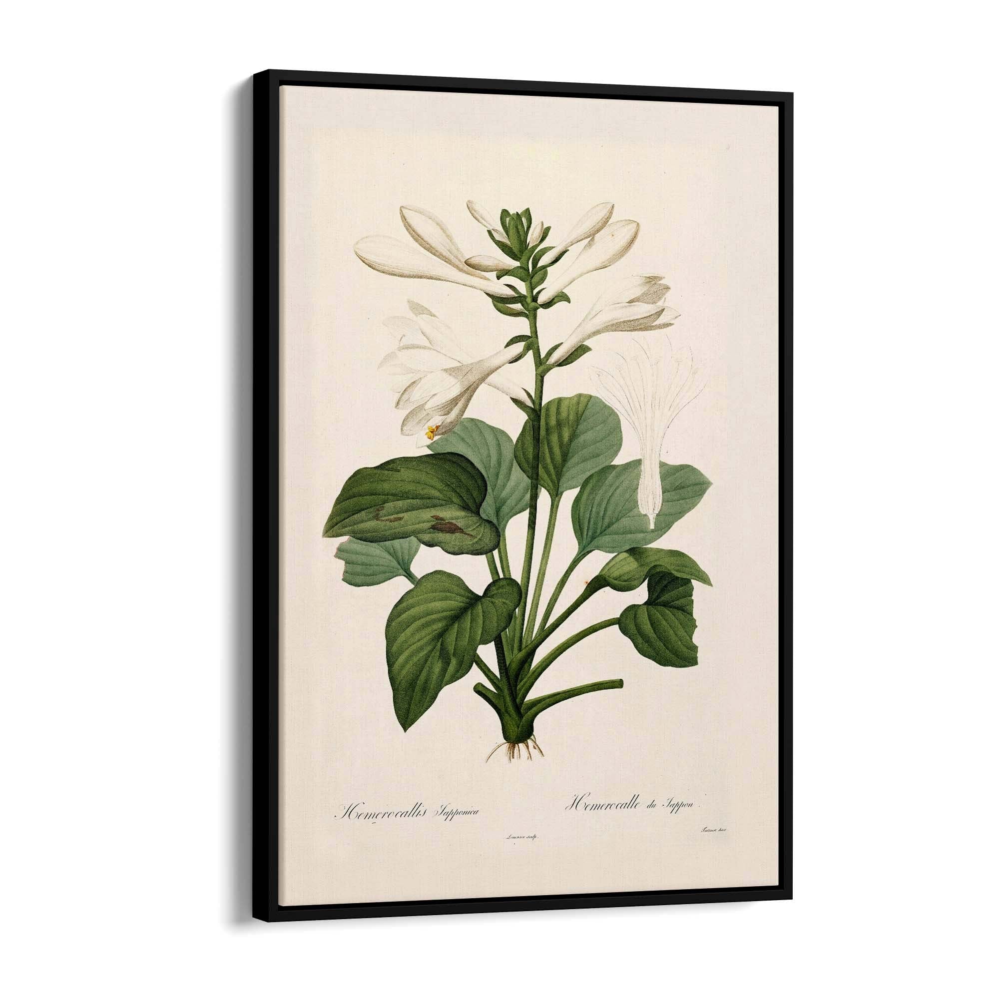 White Flower Vintage Botanical Kitchen Wall Art #2 - The Affordable Art Company