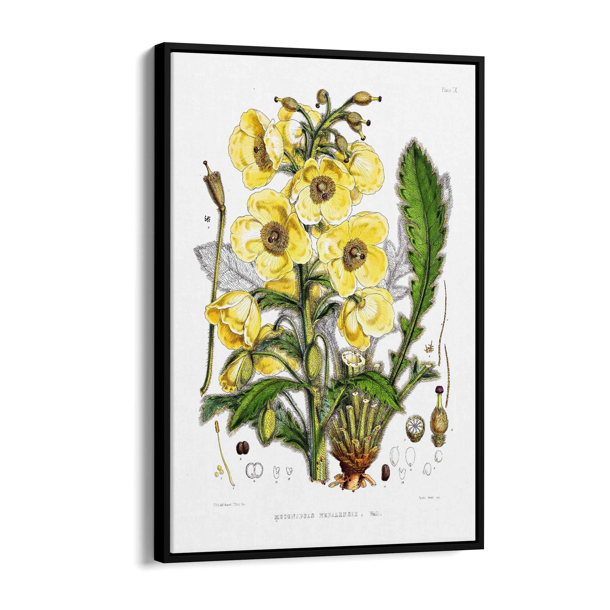 Yellow Flower Vintage Botanical Kitchen Wall Art #5 - The Affordable Art Company