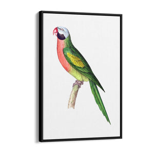 Moustached Parakeet Exotic Bird Drawing Wall Art - The Affordable Art Company