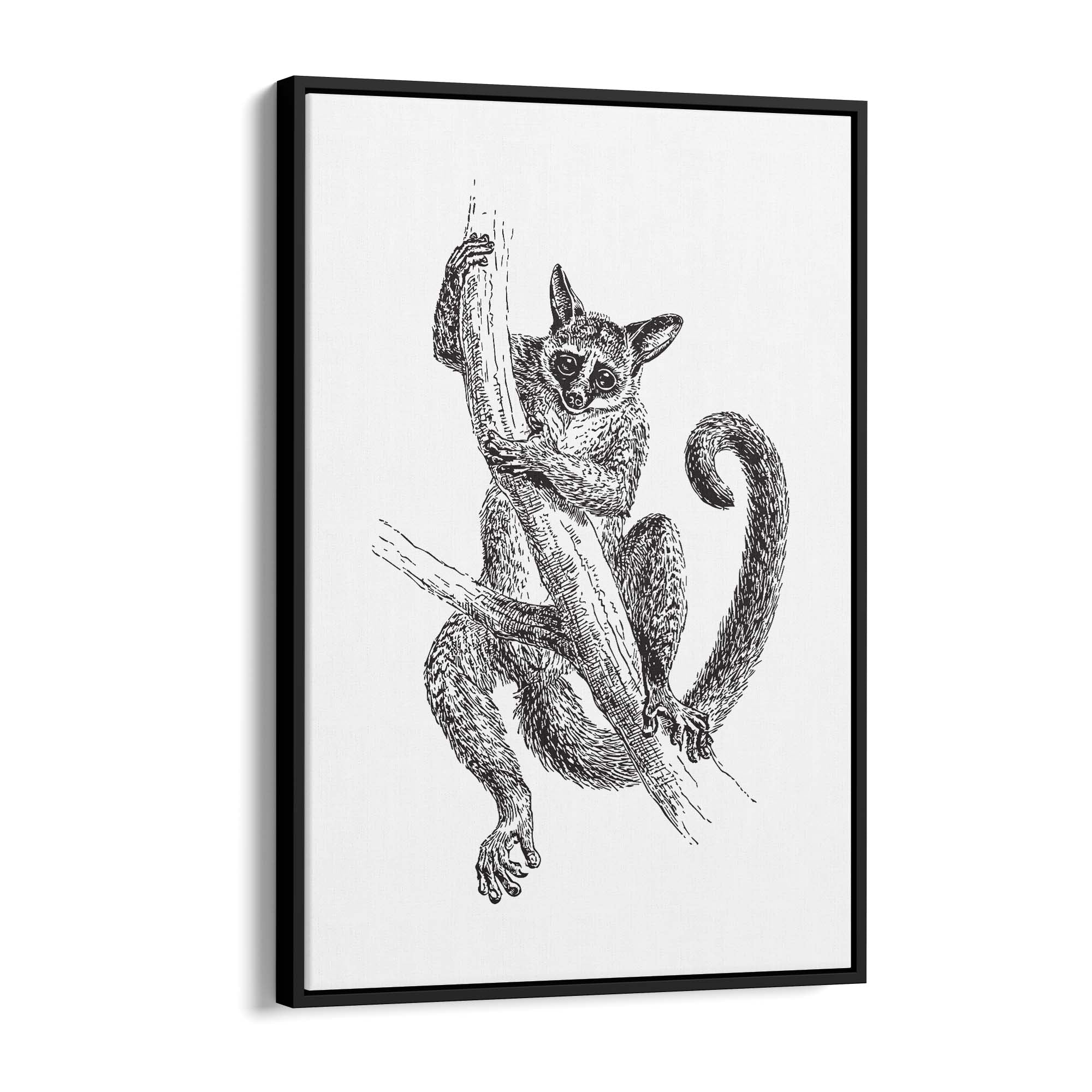 Lemur Detailed Drawing Animal Wall Art - The Affordable Art Company