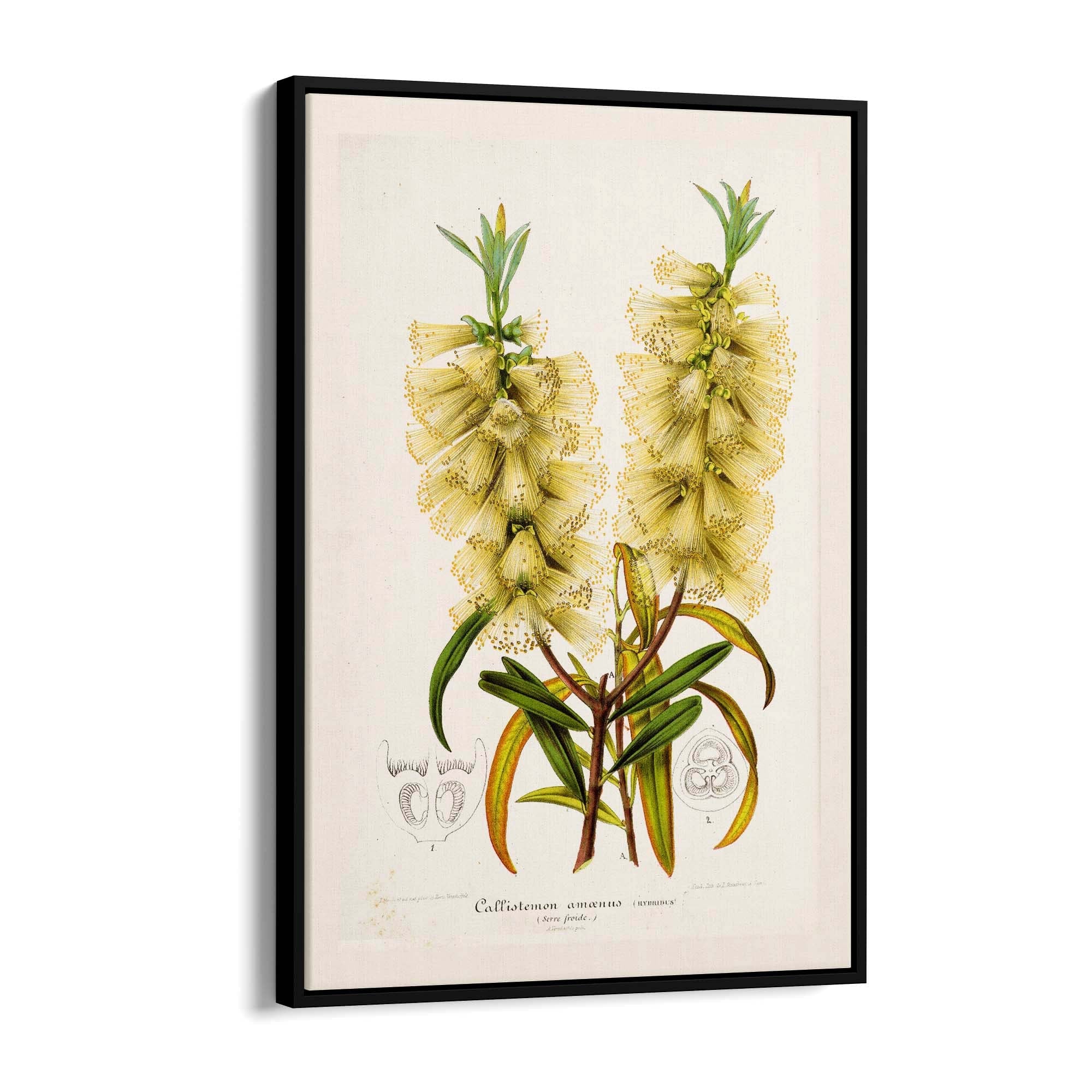 Yellow Flower Vintage Botanical Kitchen Wall Art #4 - The Affordable Art Company