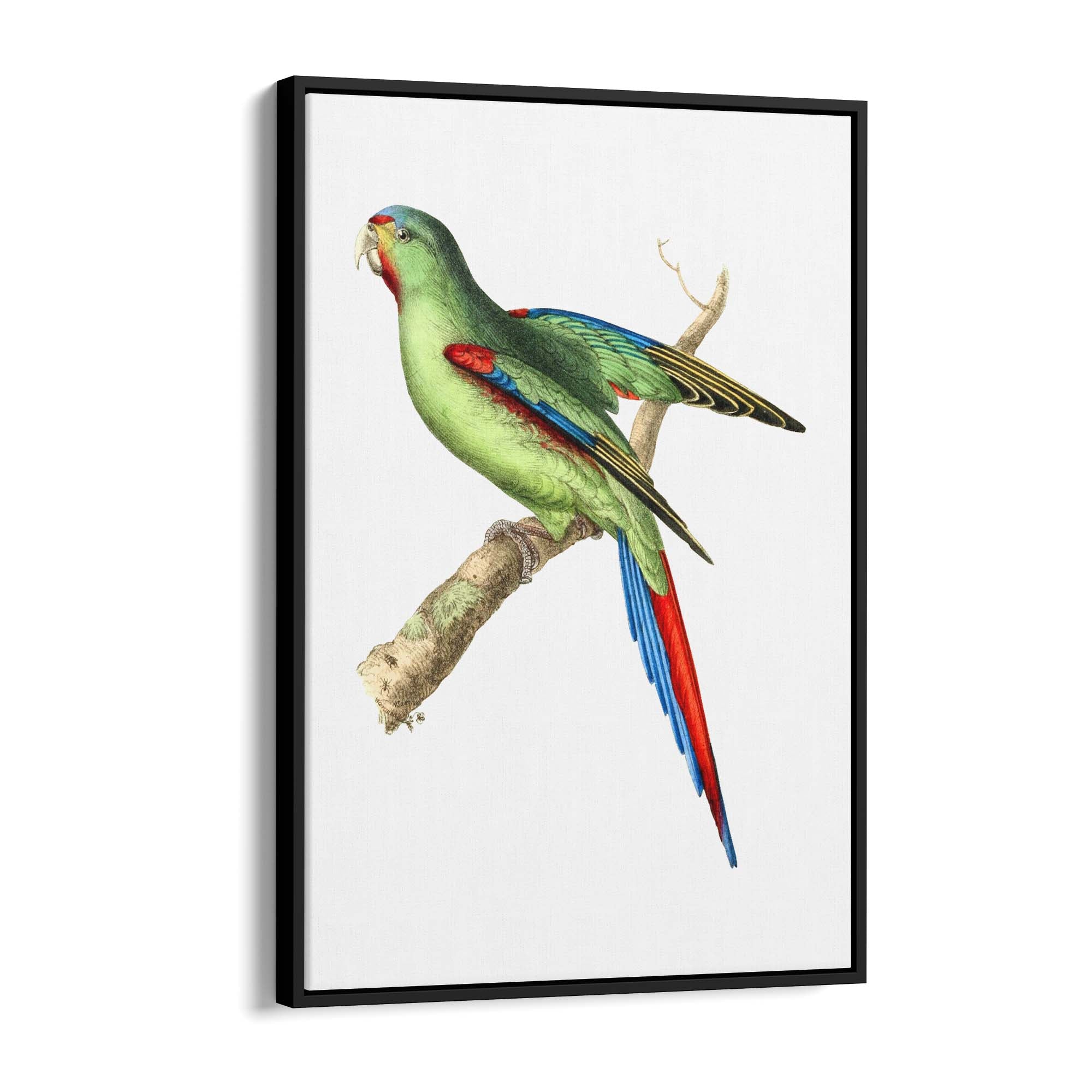 Red-Shouldered Parakeet Exotic Bird Wall Art - The Affordable Art Company
