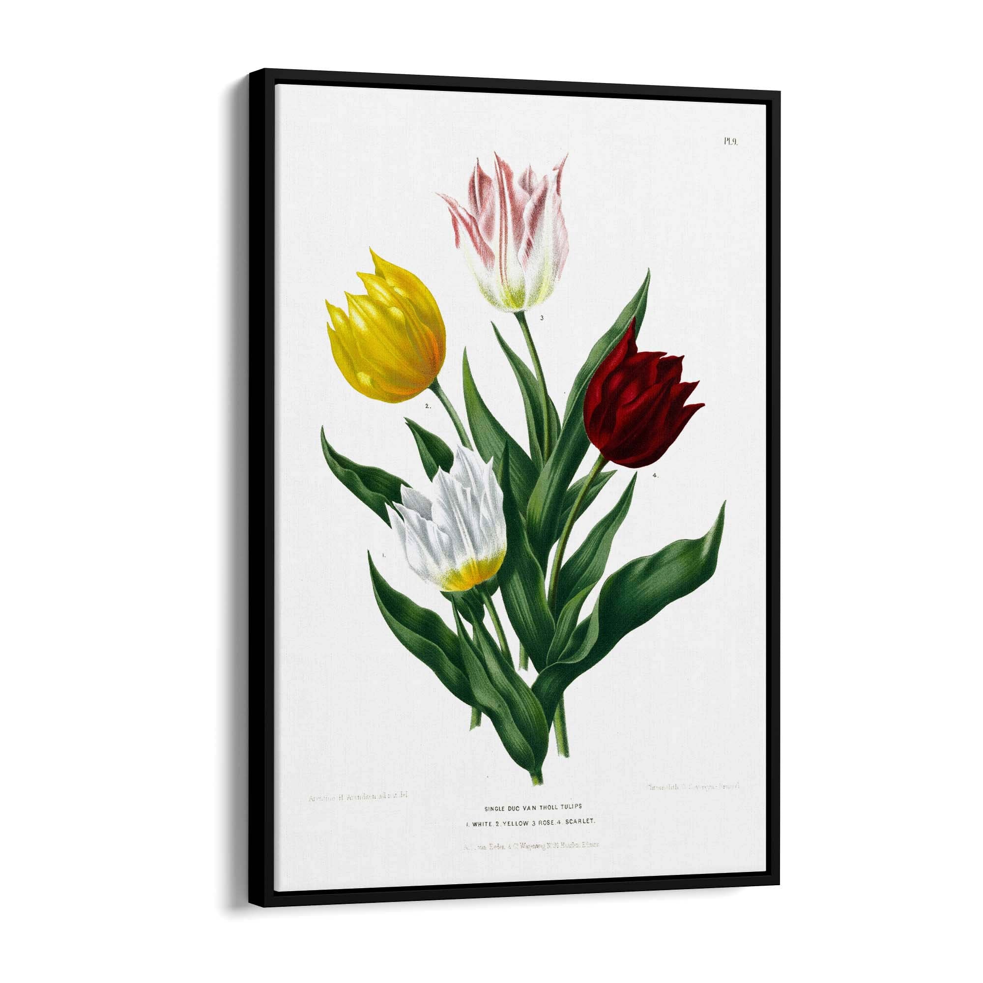 Tulip Botanical Vintage Kitchen Wall Art - The Affordable Art Company