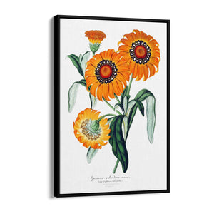 Orange Flowers Vintage Botanical Wall Art - The Affordable Art Company