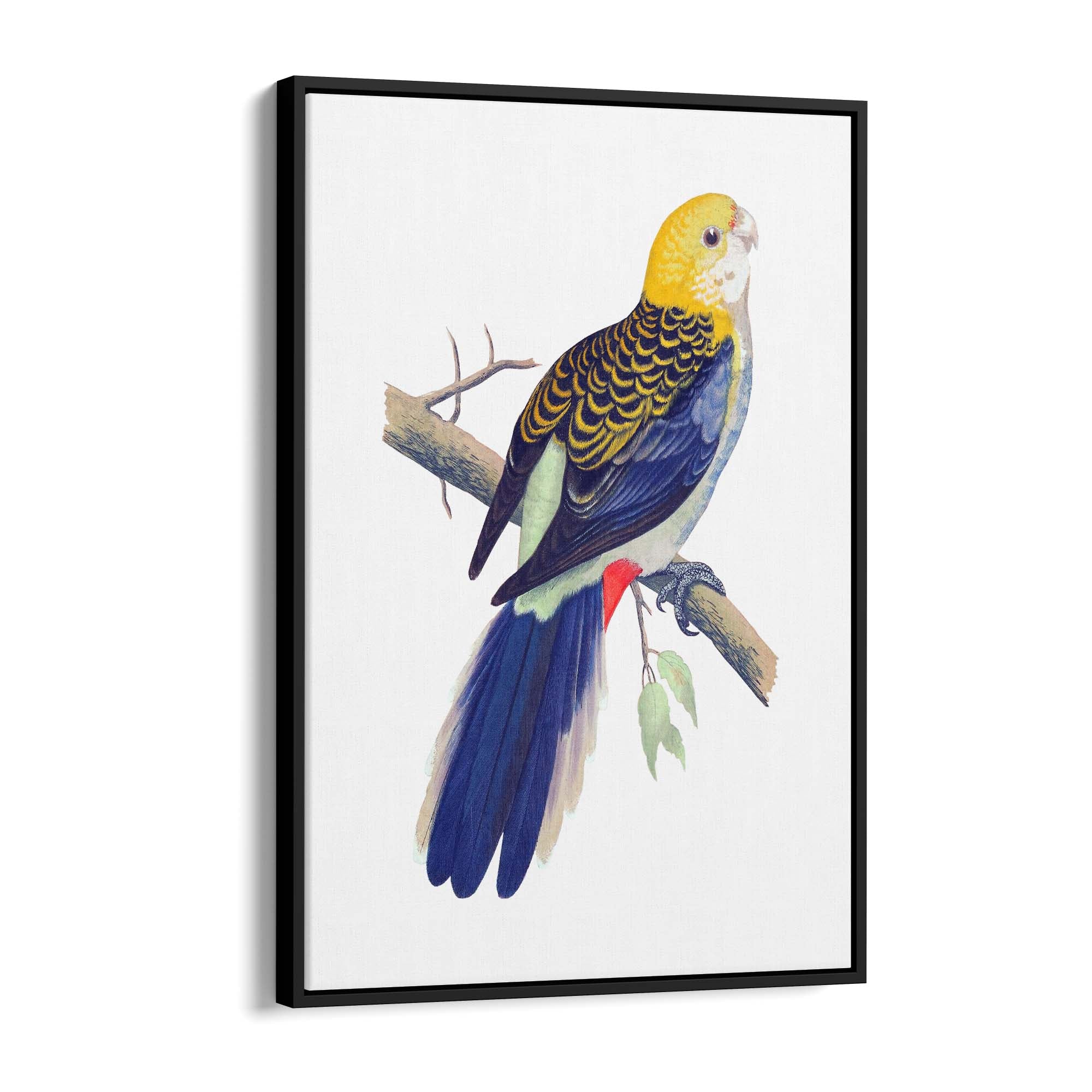 Pale Headed Rosella Exotic Bird Drawing Wall Art - The Affordable Art Company