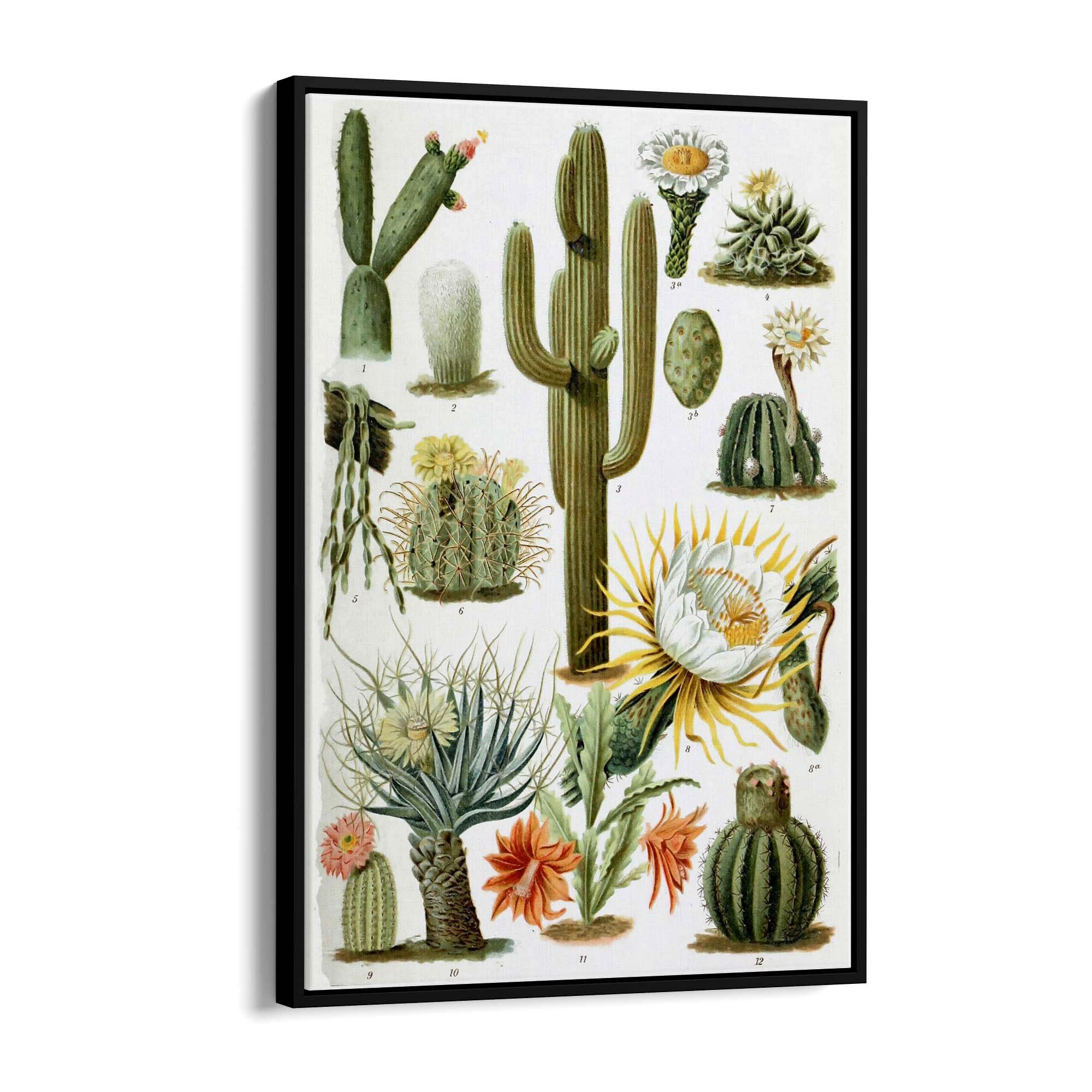 Cactus Botanical Drawing Kitchen Plant Wall Art - The Affordable Art Company