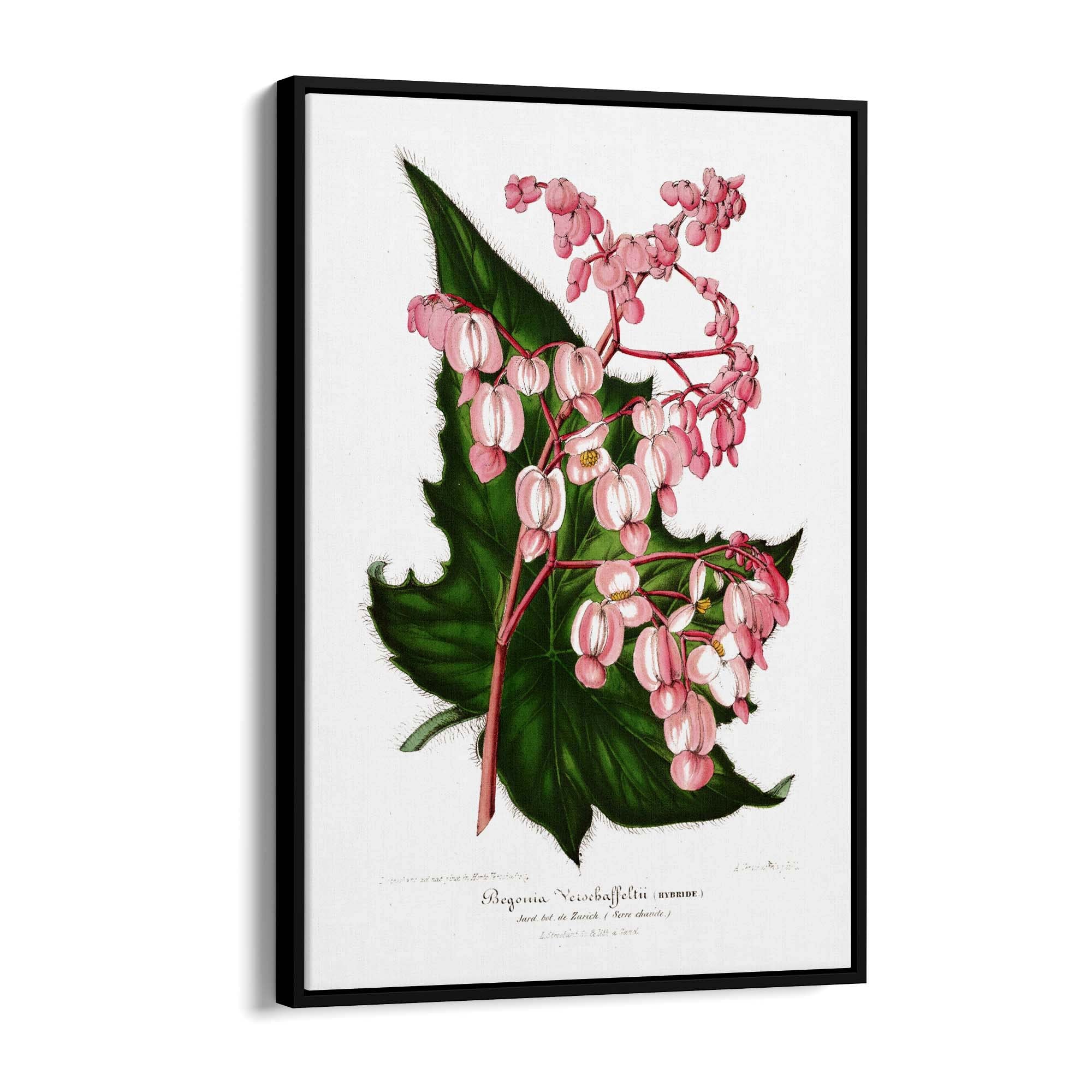 Vintage Pink Flowers Botanical Kitchen Wall Art #1 - The Affordable Art Company