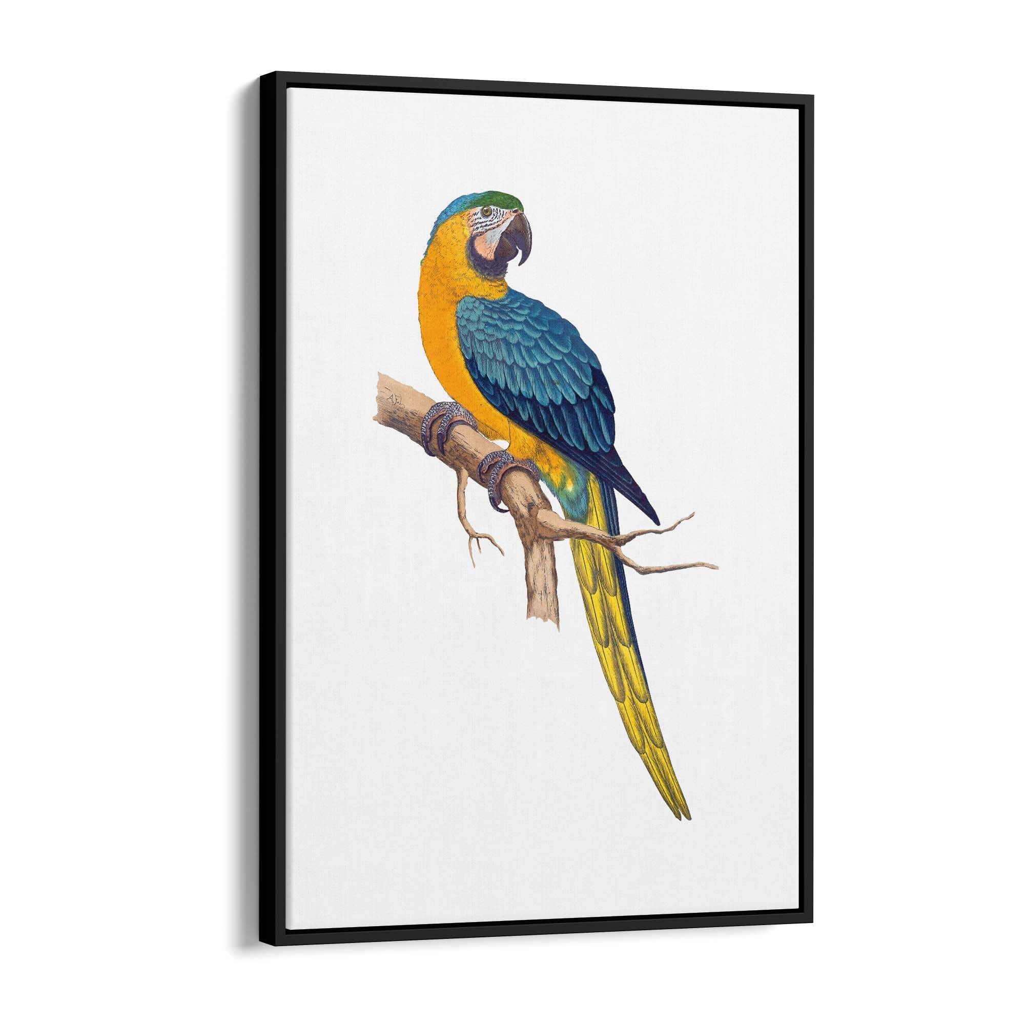 Amazon.com: Wall Art Picture on Canvas Blue Macaw Parrot Framed Poster  Artwork Stretched and Framed Paintings Home Decor Living Room Ready to Hang  23