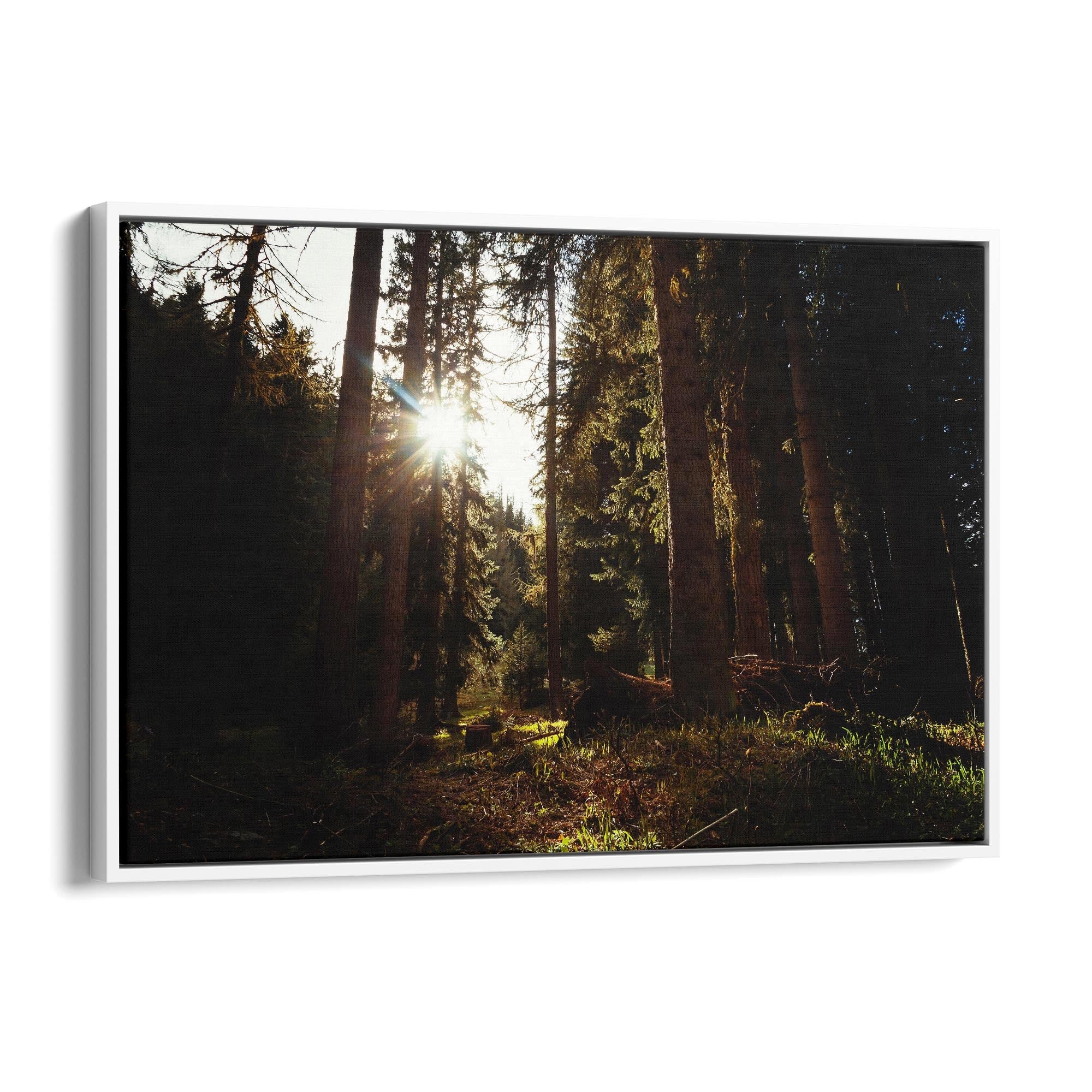 Morning Nature Sunset Photograph Wall Art - The Affordable Art Company