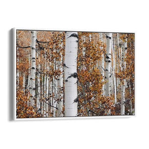 Birch Tree Forest Nature Photograph Wall Art - The Affordable Art Company