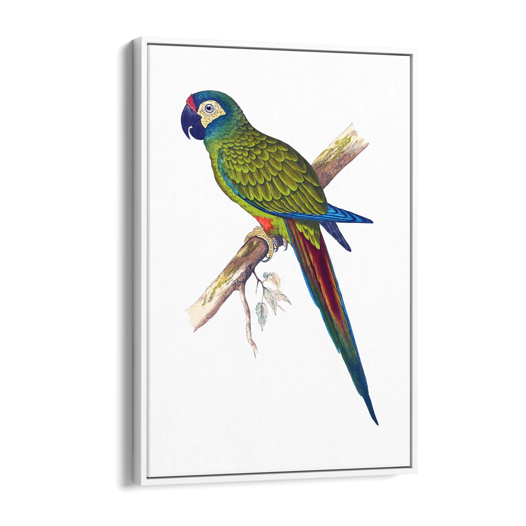 Blue-Winged Macaw Exotic Bird Drawing Wall Art - The Affordable Art Company