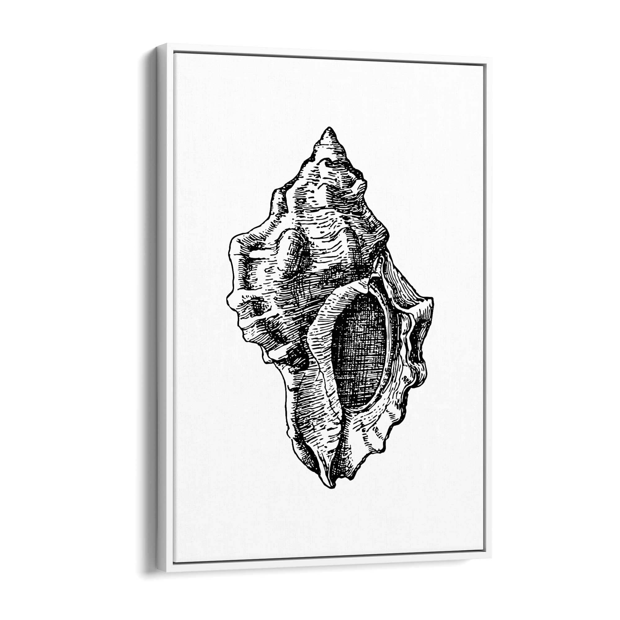 Sea Shell Drawing Coastal Nautical Theme Wall Art - The Affordable Art Company