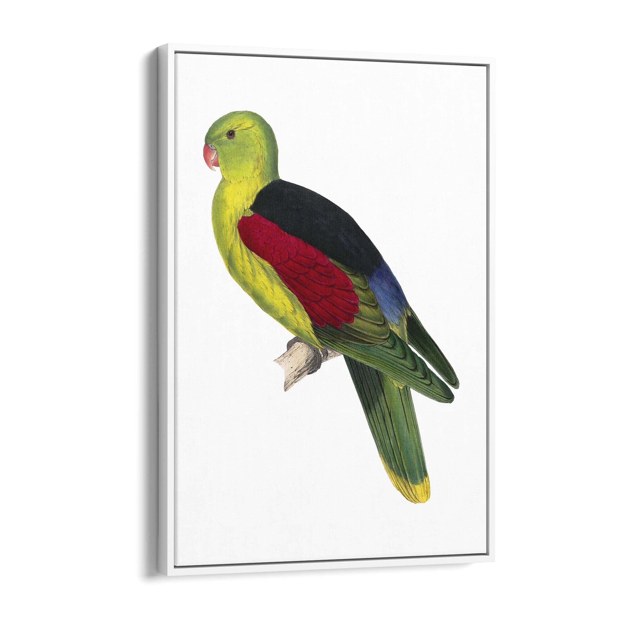 Crimson Winged Male Parakeet Exotic Bird Wall Art - The Affordable Art Company