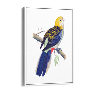 Pale Headed Rosella Exotic Bird Drawing Wall Art - The Affordable Art Company
