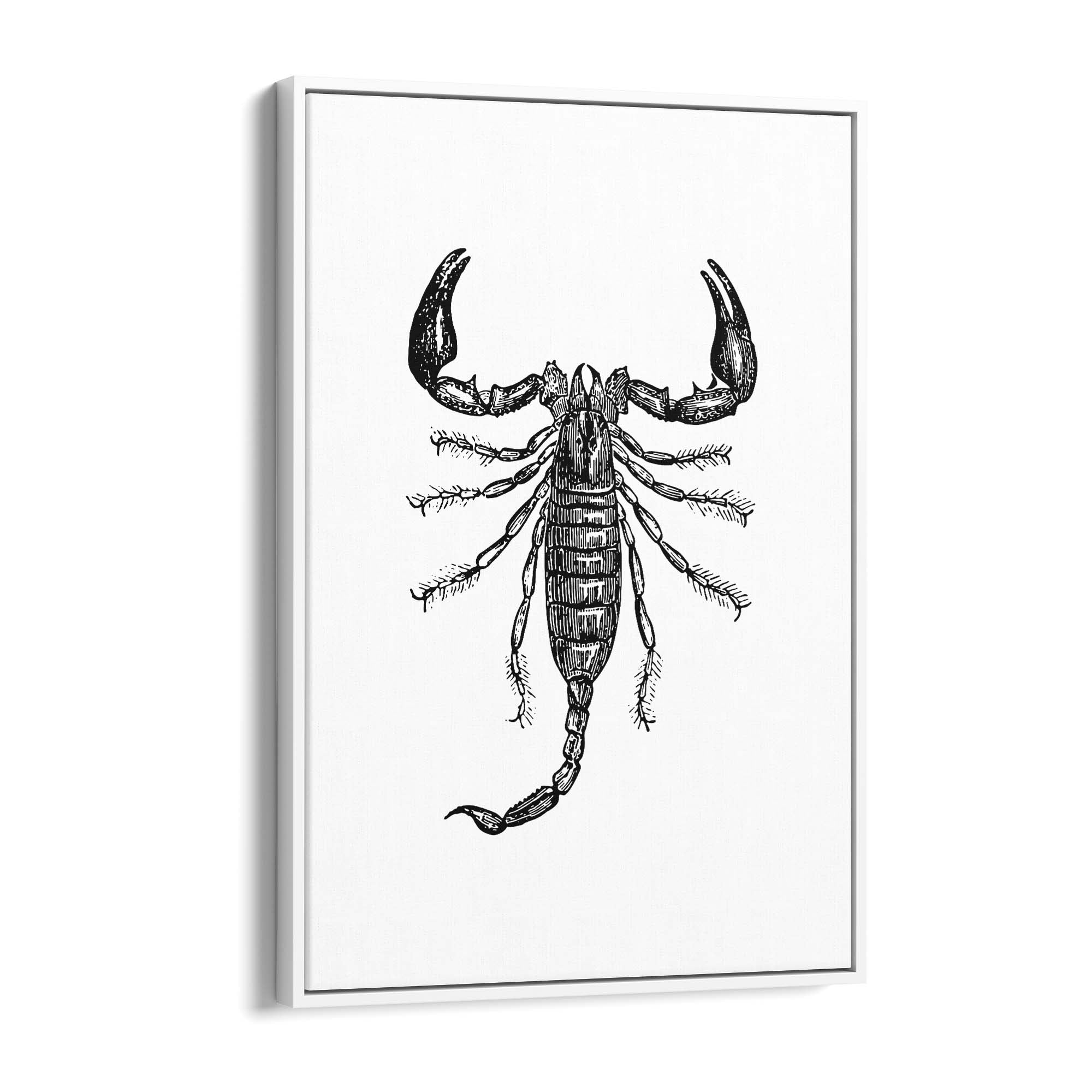 Scorpion Drawing Insect Man Cave Wall Art - The Affordable Art Company