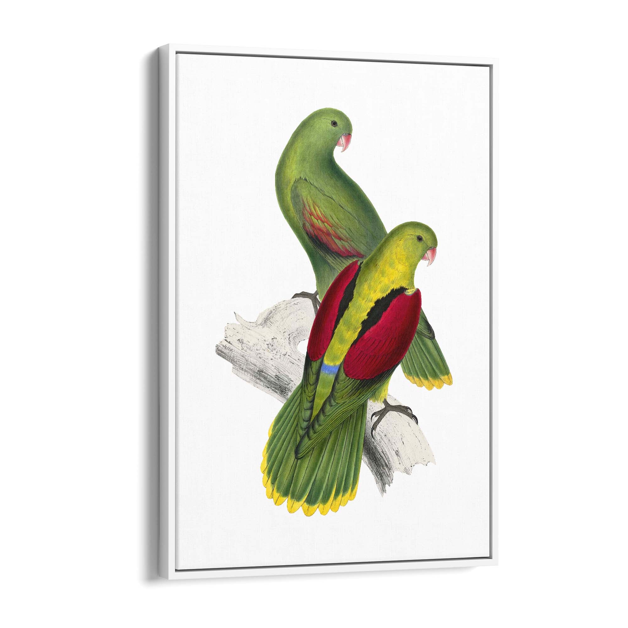 Crimson Winged Parakeet Exotic Bird Wall Art - The Affordable Art Company