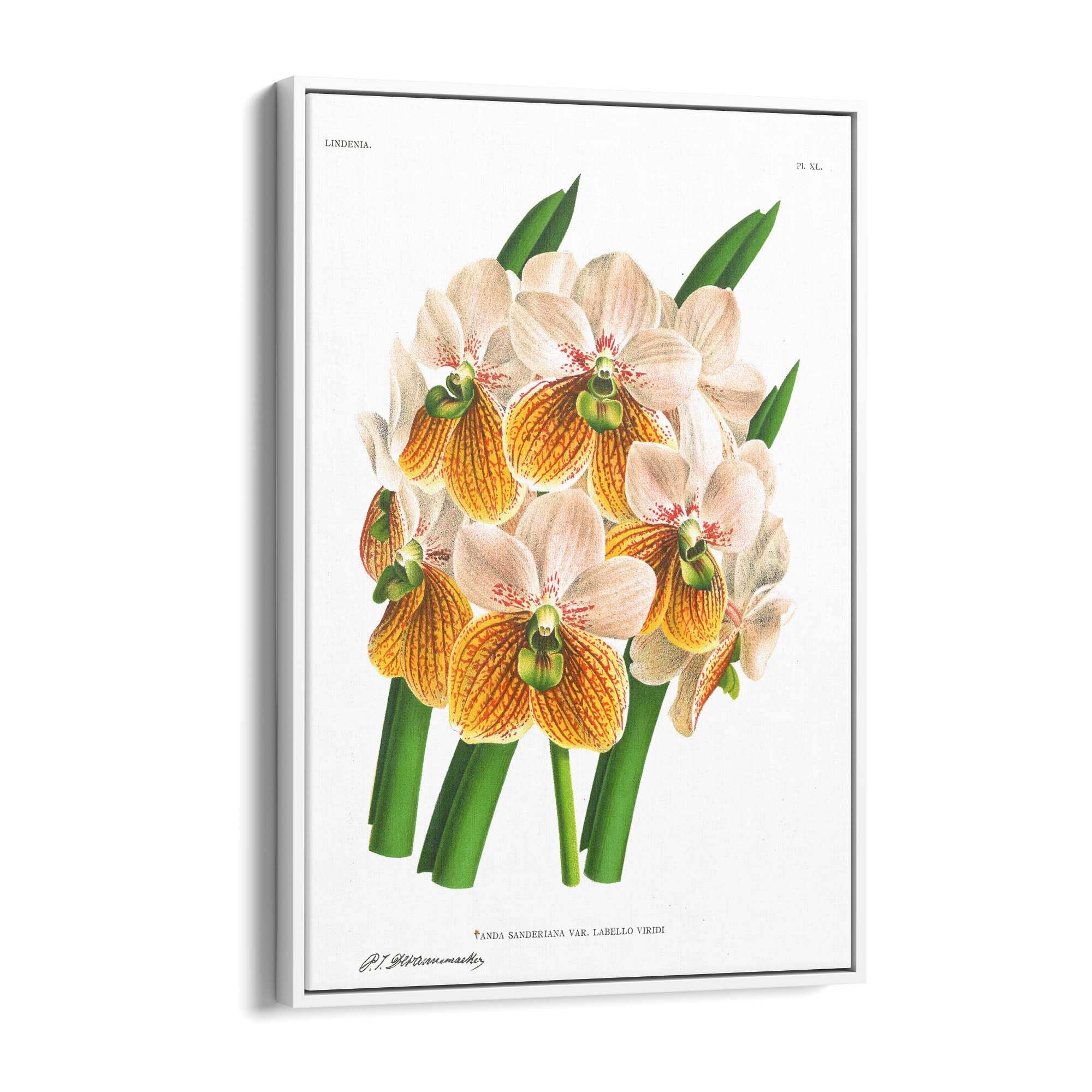 Yellow Flower Vintage Botanical Kitchen Wall Art #2 - The Affordable Art Company