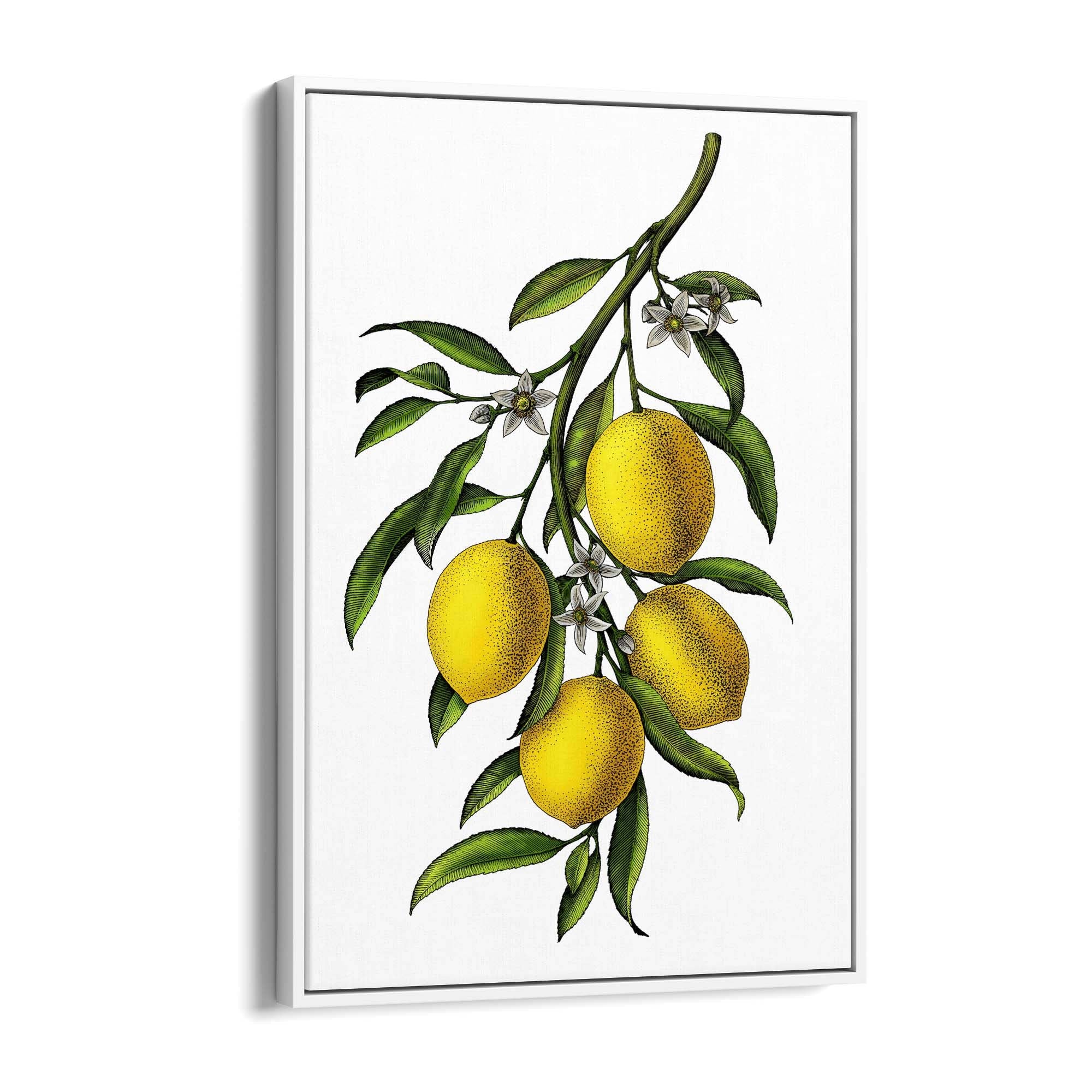 Lemon Branch Vintage Botanical Kitchen Wall Art - The Affordable Art Company