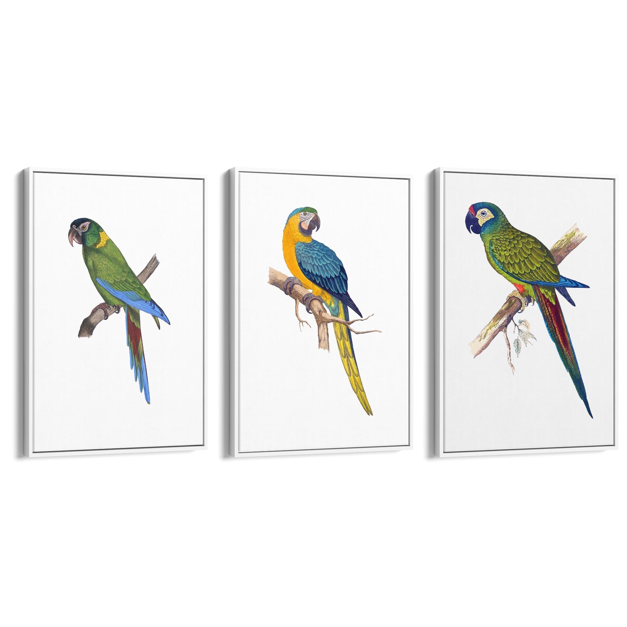 Set of Exotic Bird Drawings Australian Wall Art - The Affordable Art Company