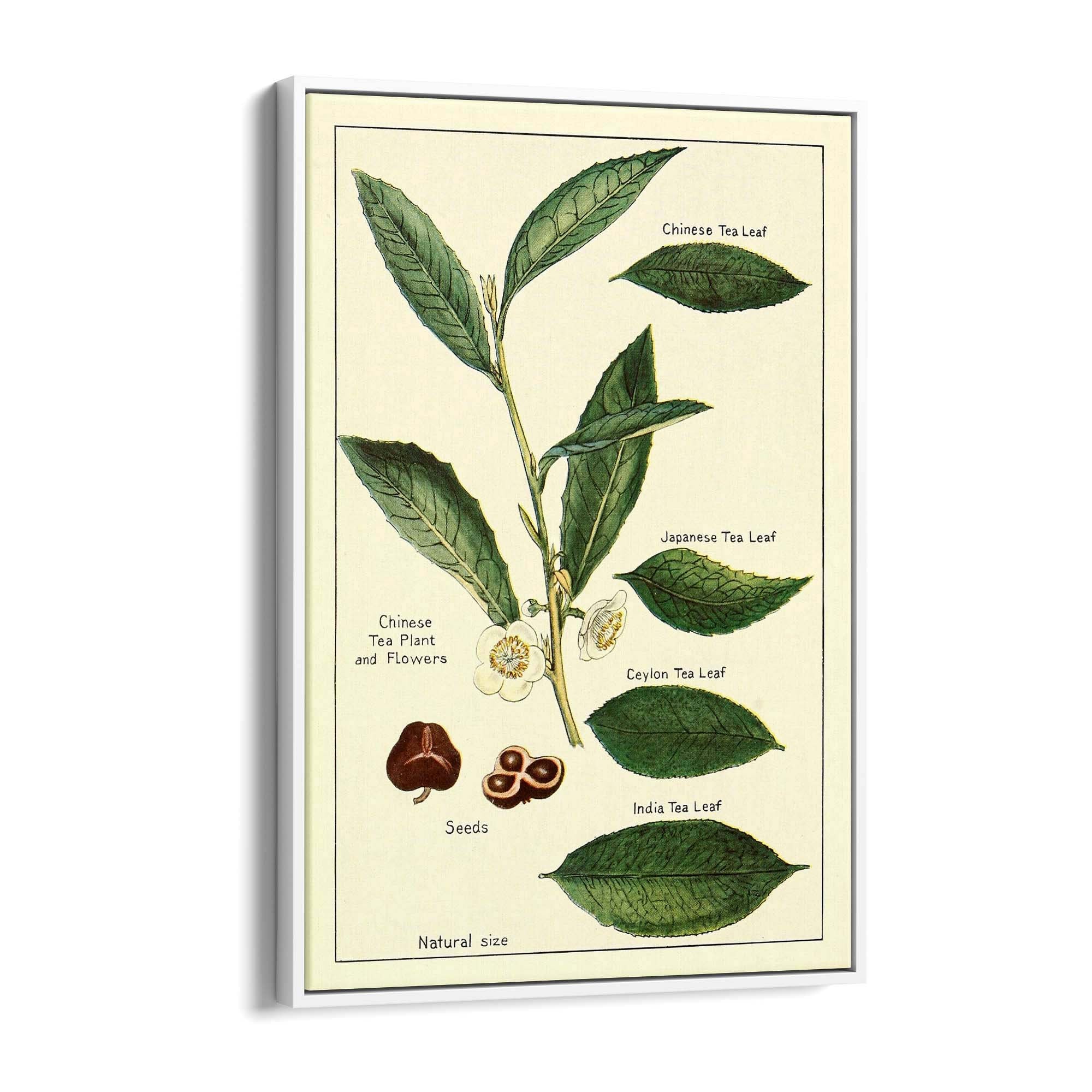 Green Tea Botanical Drawing Kitchen Wall Art - The Affordable Art Company