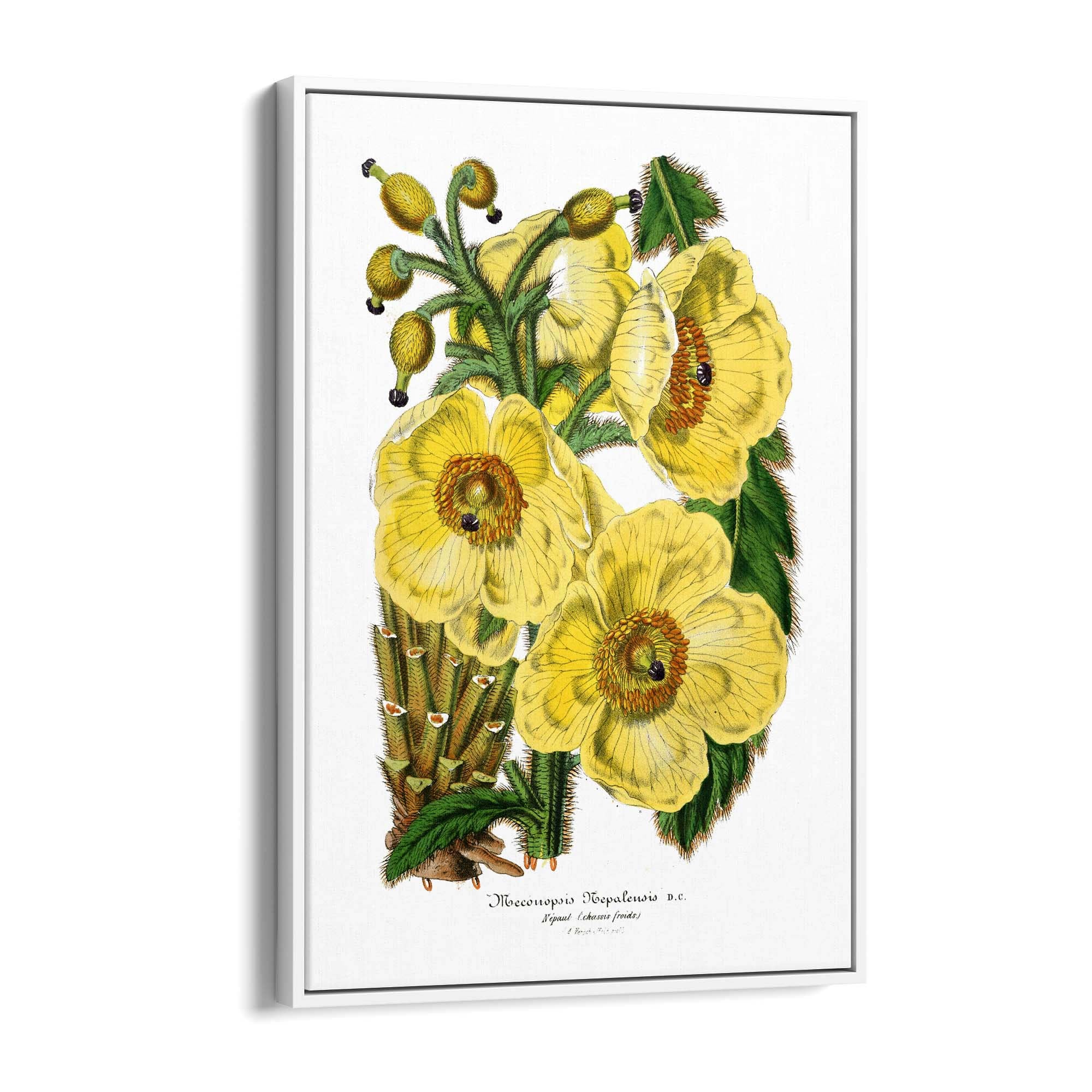 Yellow Flower Vintage Botanical Kitchen Wall Art #3 - The Affordable Art Company