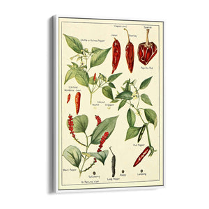 Chilli Botanical Drawing Kitchen Food Wall Art - The Affordable Art Company