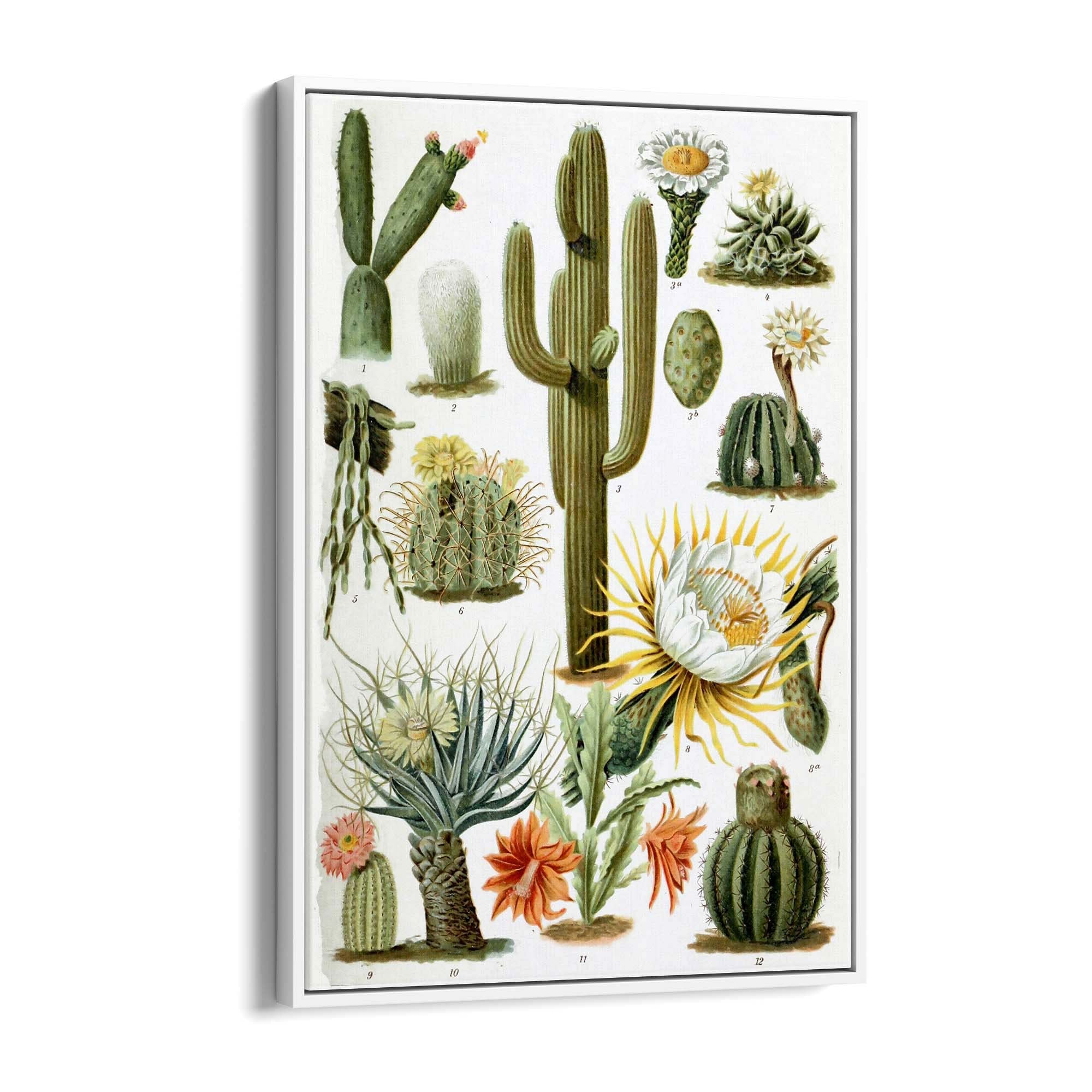 Cactus Botanical Drawing Kitchen Plant Wall Art - The Affordable Art Company