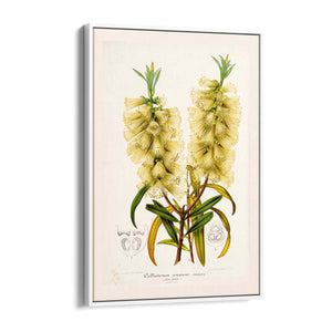 Yellow Flower Vintage Botanical Kitchen Wall Art #4 - The Affordable Art Company