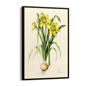 Daffodil Flower Botanical Drawing Kitchen Wall Art - The Affordable Art Company