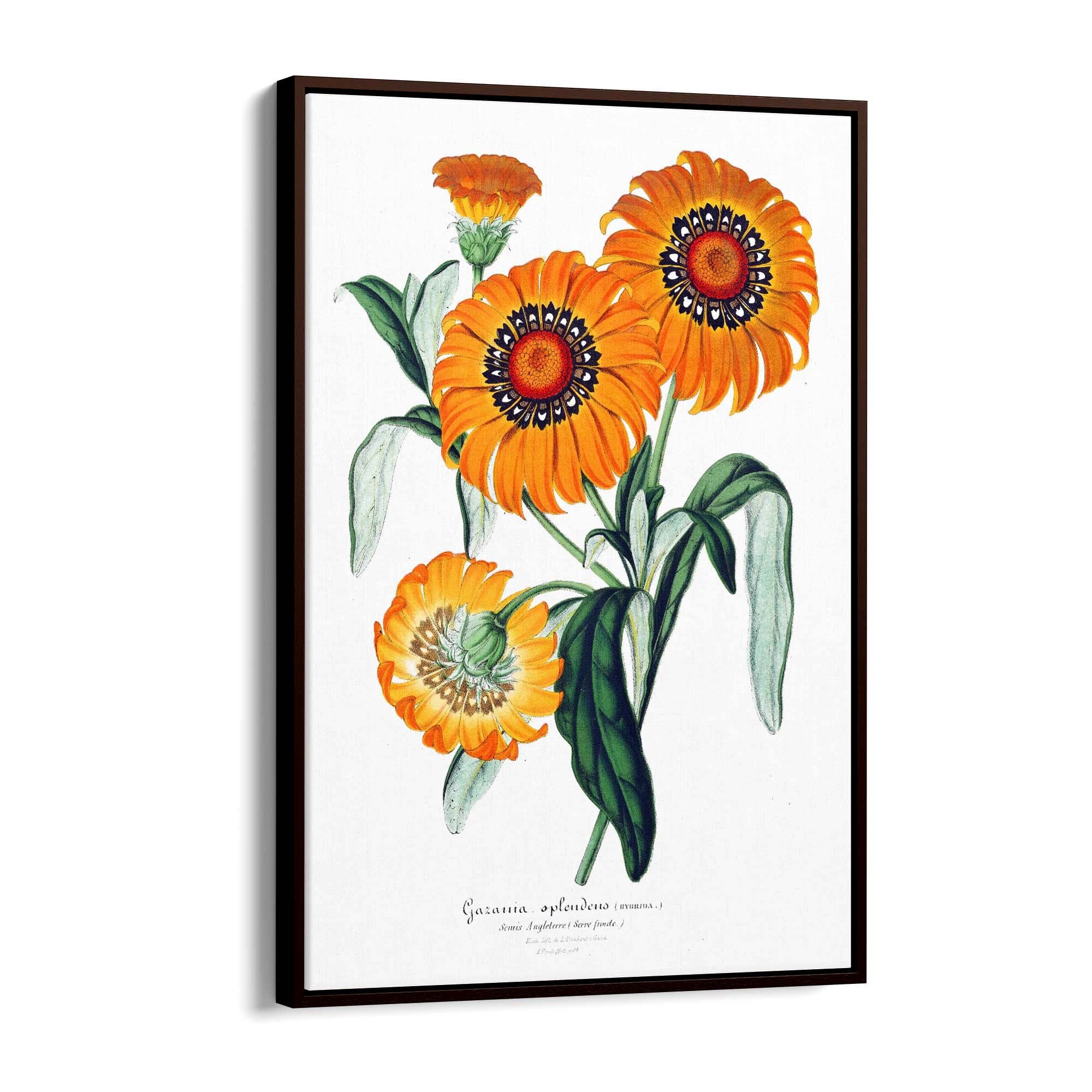 Orange Flowers Vintage Botanical Wall Art - The Affordable Art Company