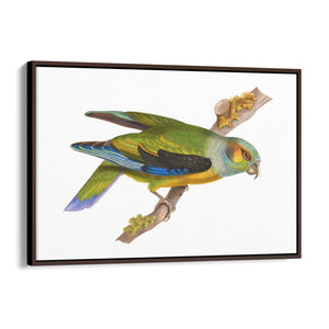 Black-Winged Parrot Exotic Bird Drawing Wall Art - The Affordable Art Company