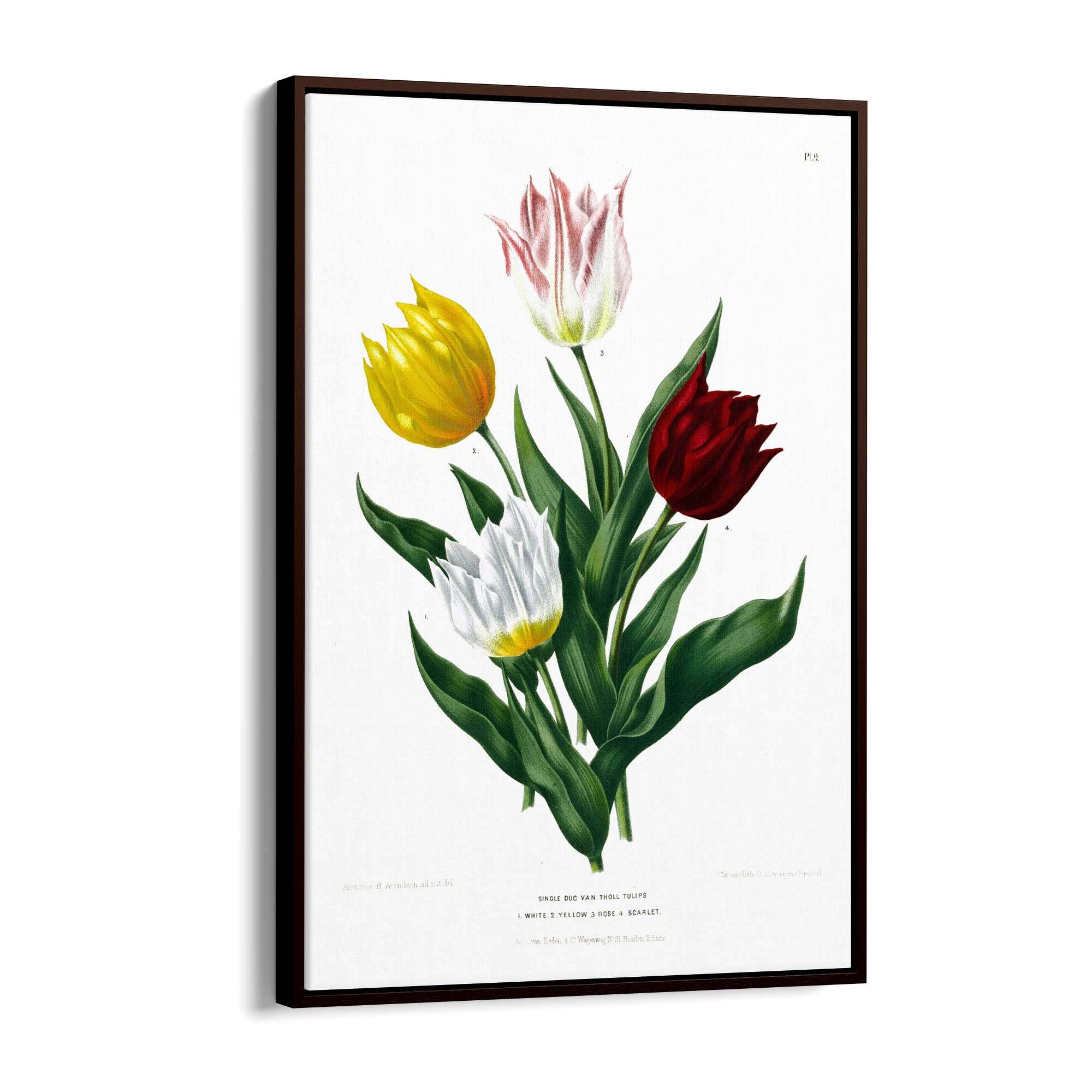 Tulip Botanical Vintage Kitchen Wall Art - The Affordable Art Company