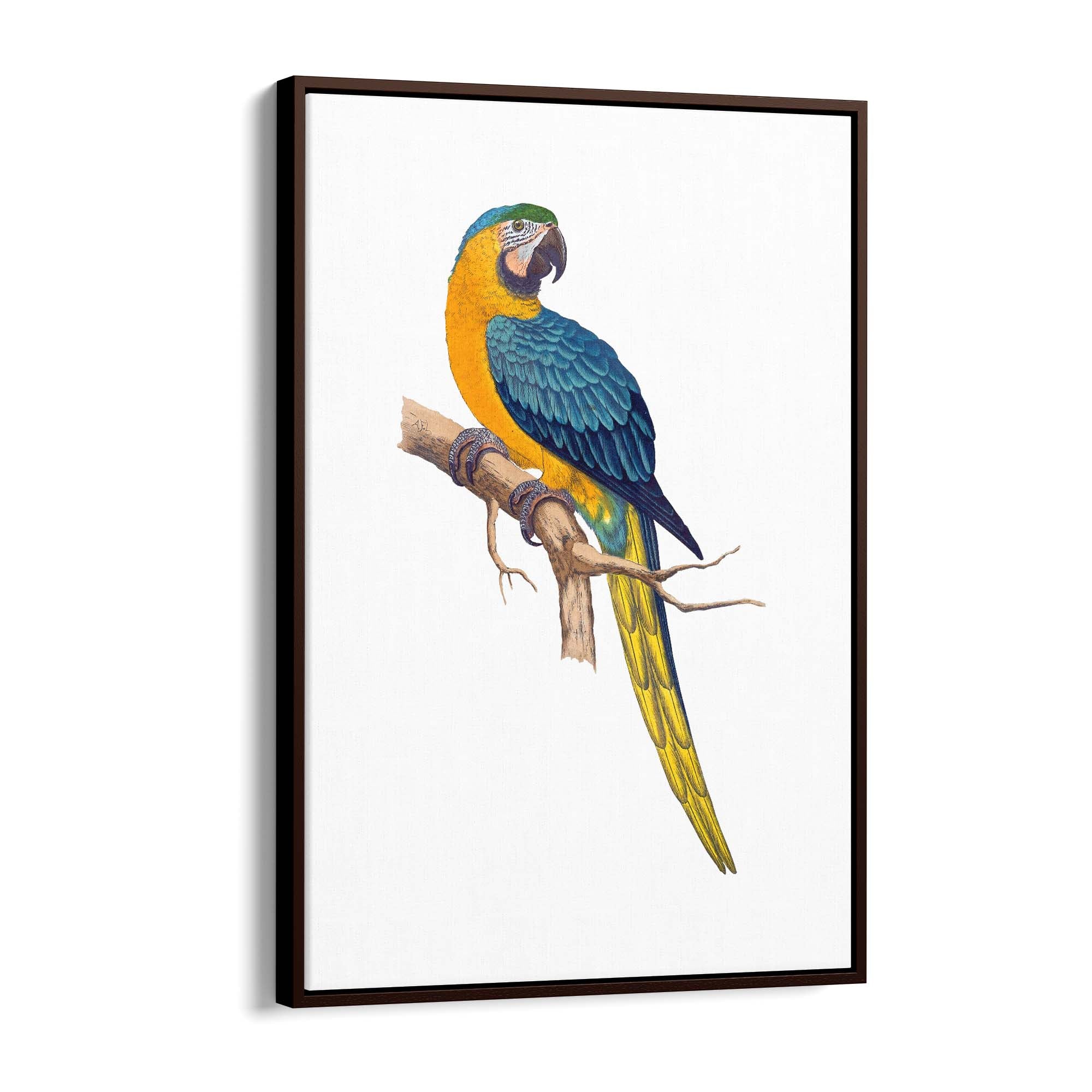 Blue and Yellow Macaw Exotic Bird Drawing Wall Art - The Affordable Art Company