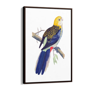 Pale Headed Rosella Exotic Bird Drawing Wall Art - The Affordable Art Company