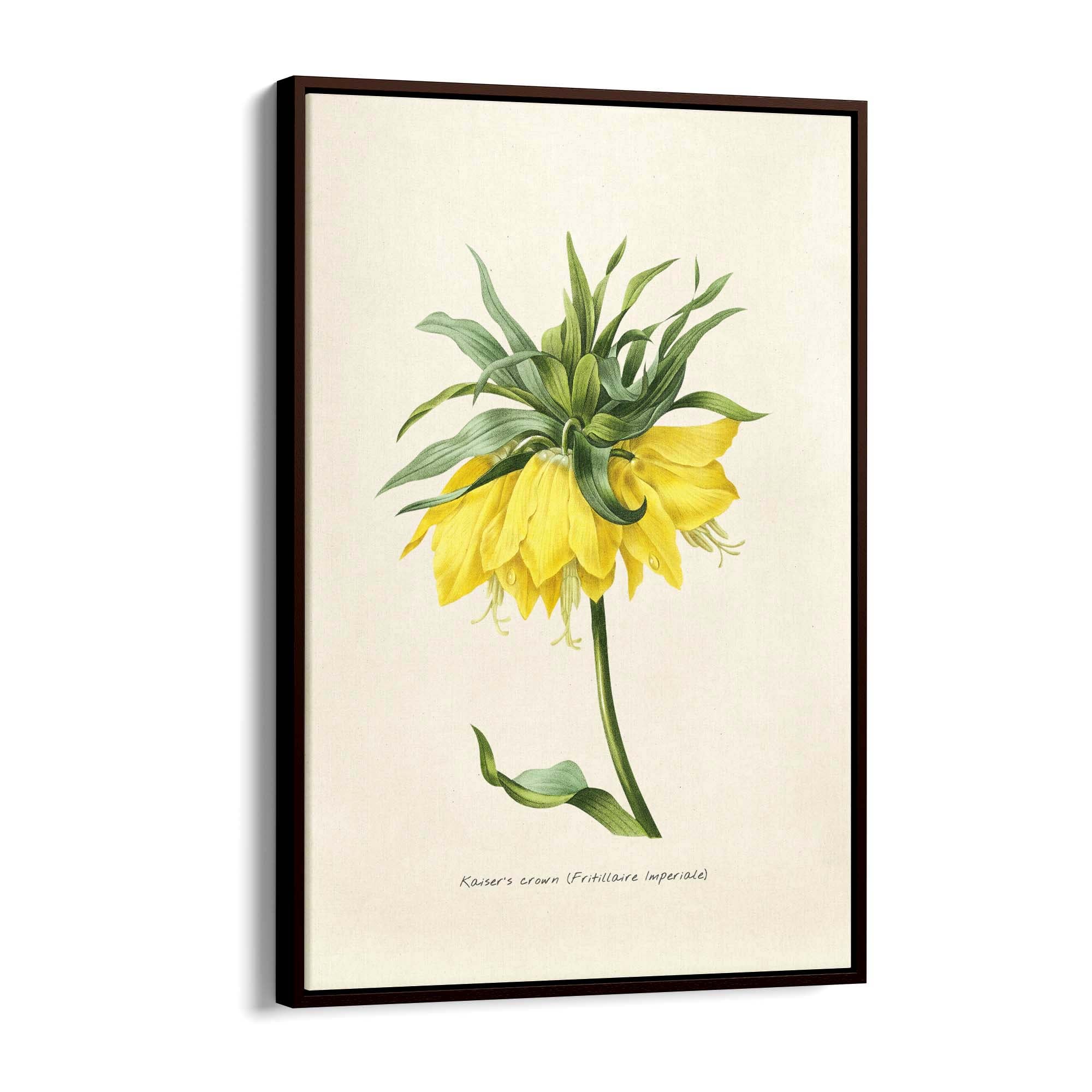 Yellow Flower Vintage Botanical Kitchen Wall Art #1 - The Affordable Art Company