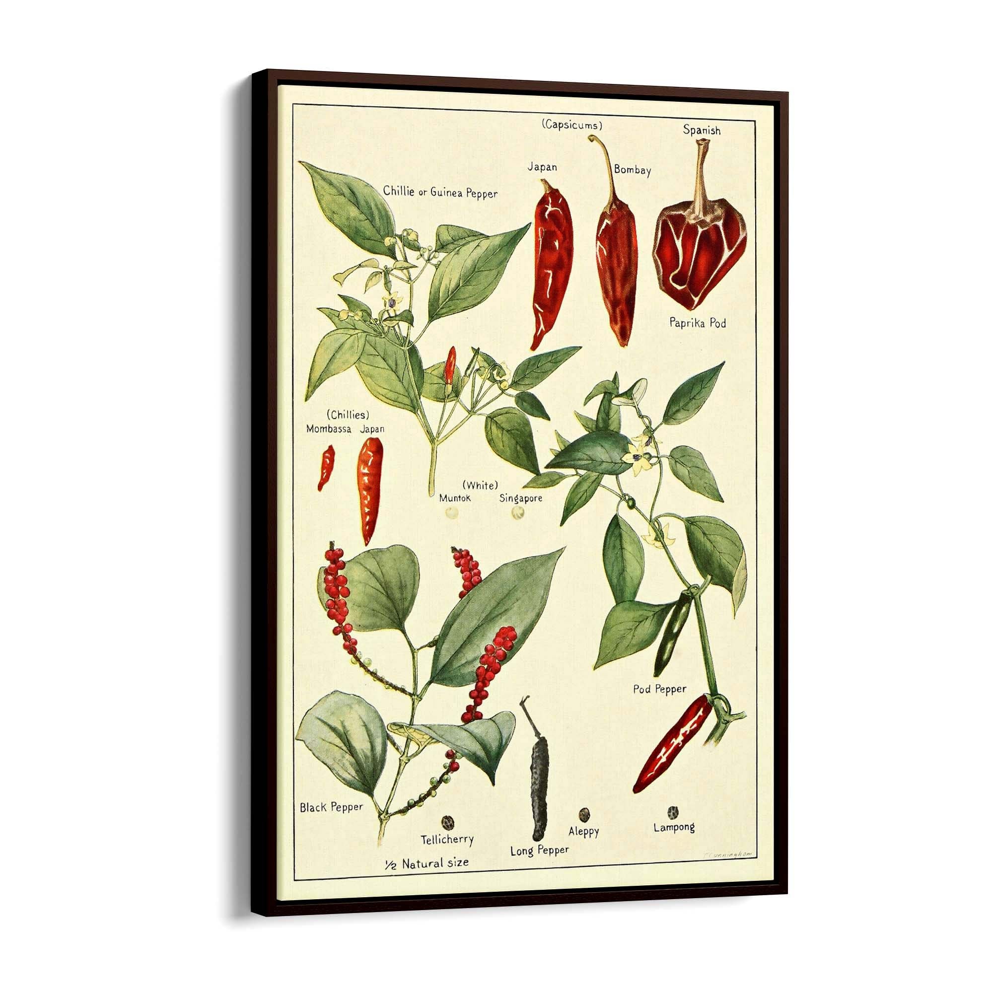 Chilli Botanical Drawing Kitchen Food Wall Art - The Affordable Art Company