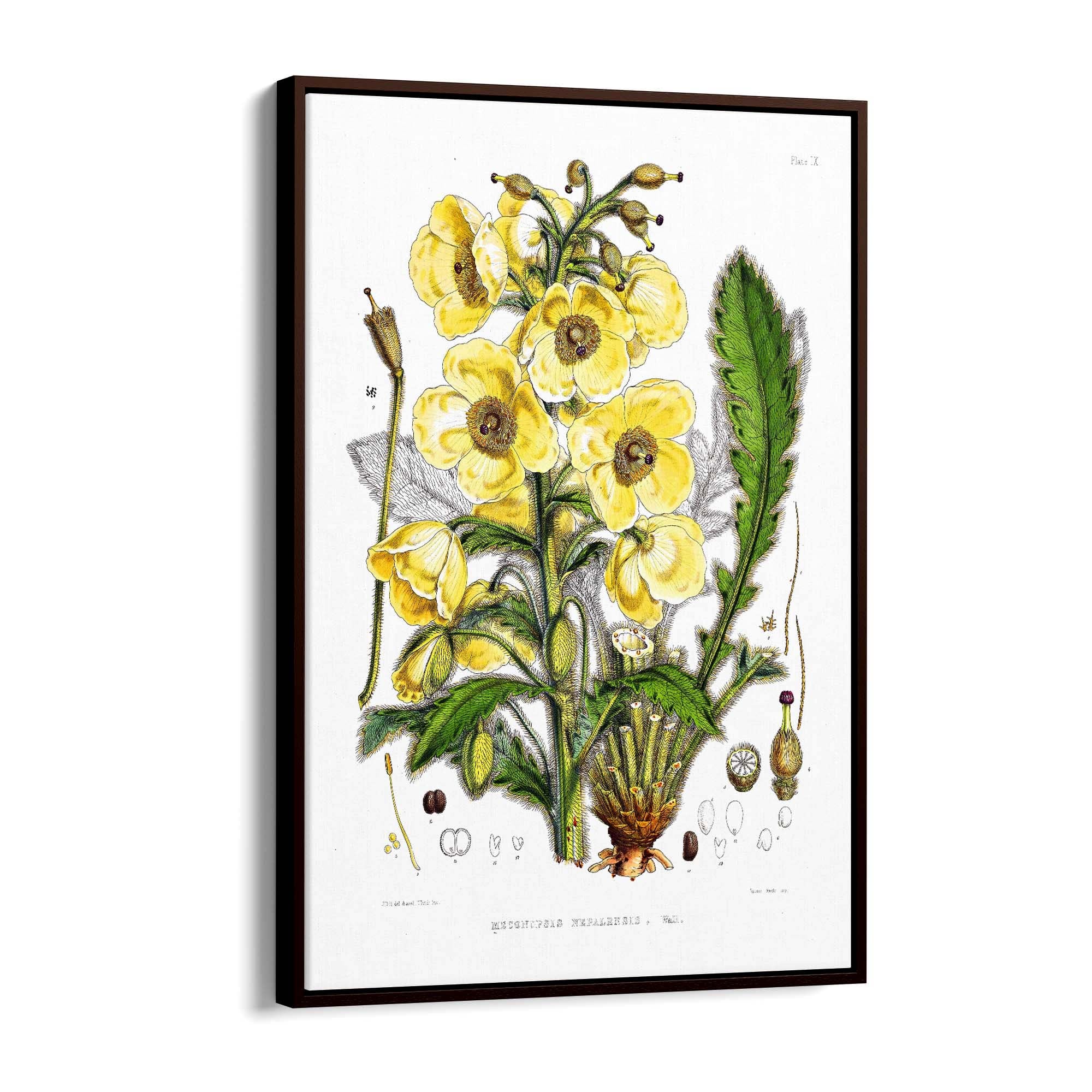 Yellow Flower Vintage Botanical Kitchen Wall Art #5 - The Affordable Art Company