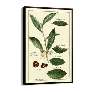 Green Tea Botanical Drawing Kitchen Wall Art - The Affordable Art Company