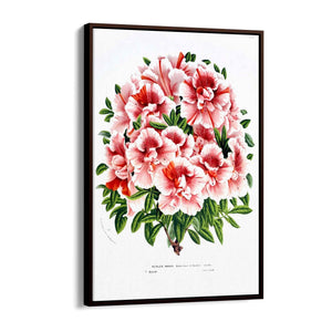 Vintage Pink Azalea Flowers Botanical Kitchen Wall Art #2 - The Affordable Art Company