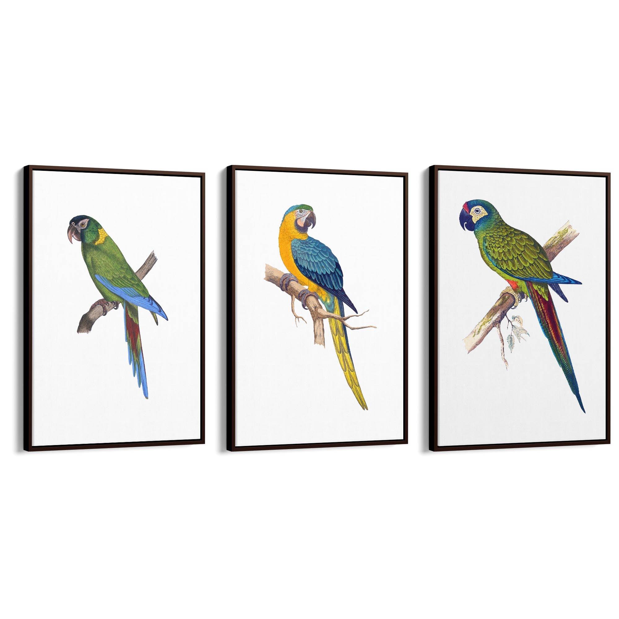 Set of Exotic Bird Drawings Australian Wall Art - The Affordable Art Company