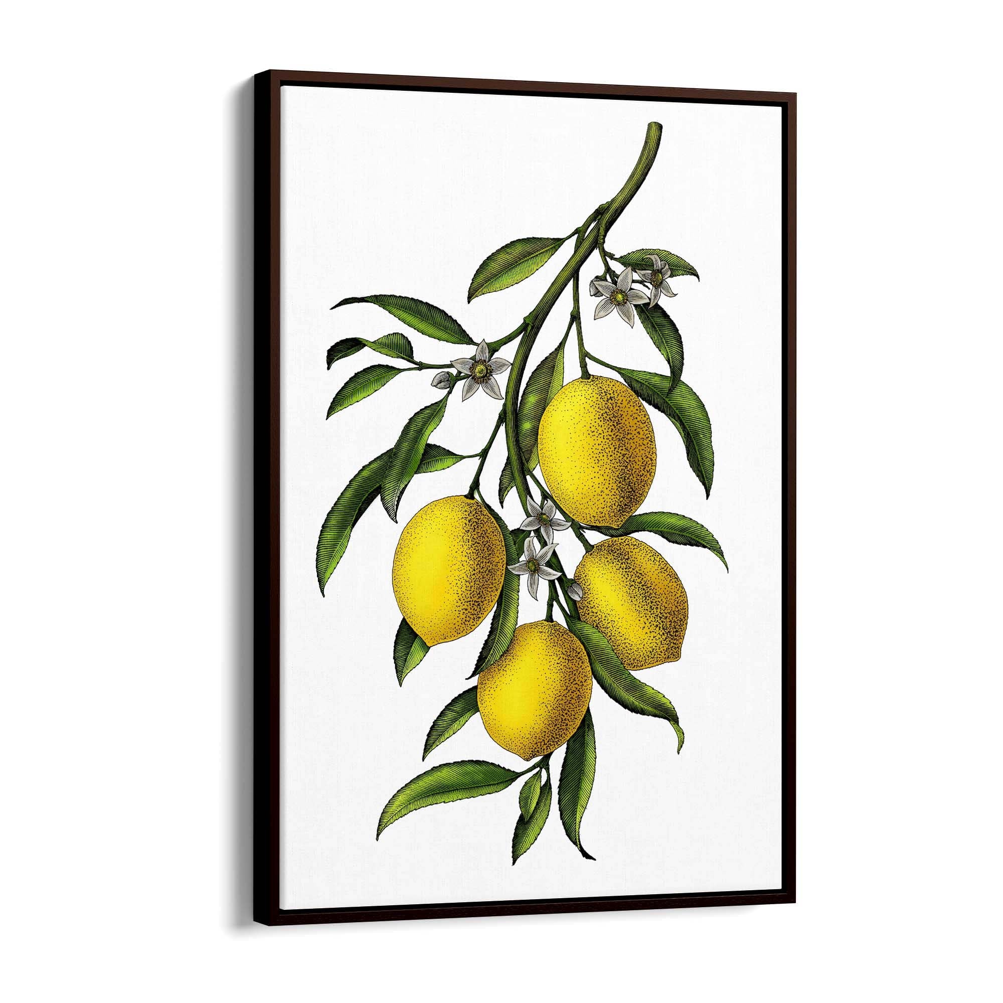 Lemon Branch Vintage Botanical Kitchen Wall Art - The Affordable Art Company