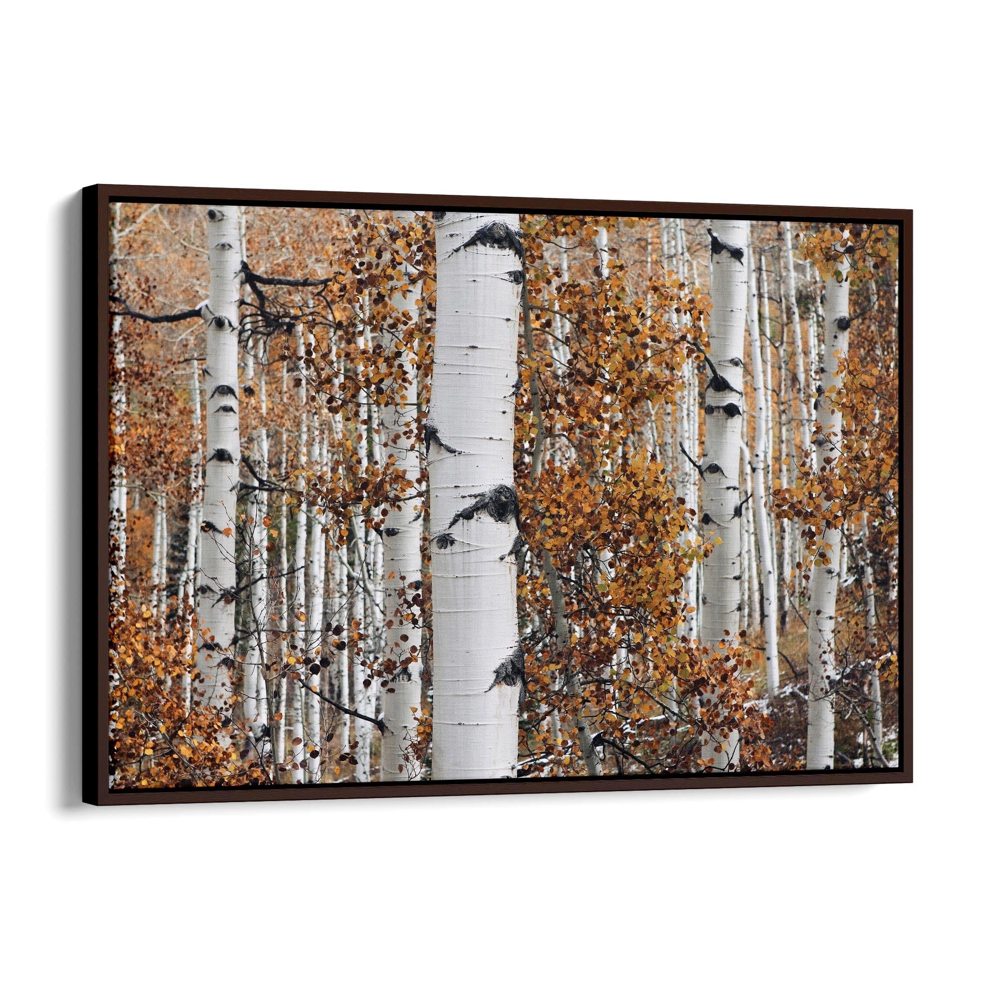 Birch Tree Forest Nature Photograph Wall Art - The Affordable Art Company